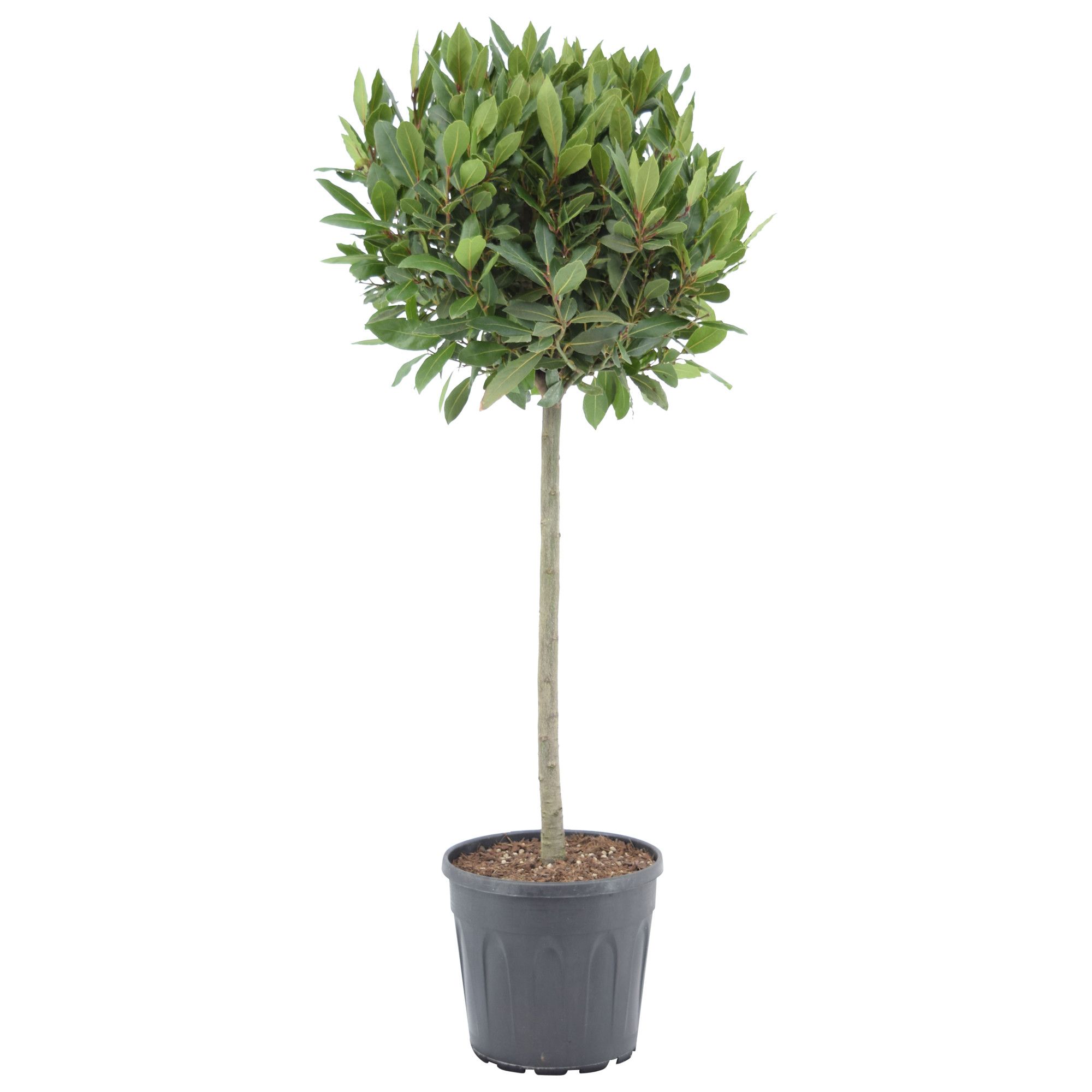 Laurus nobilis Bol op stam, D 25