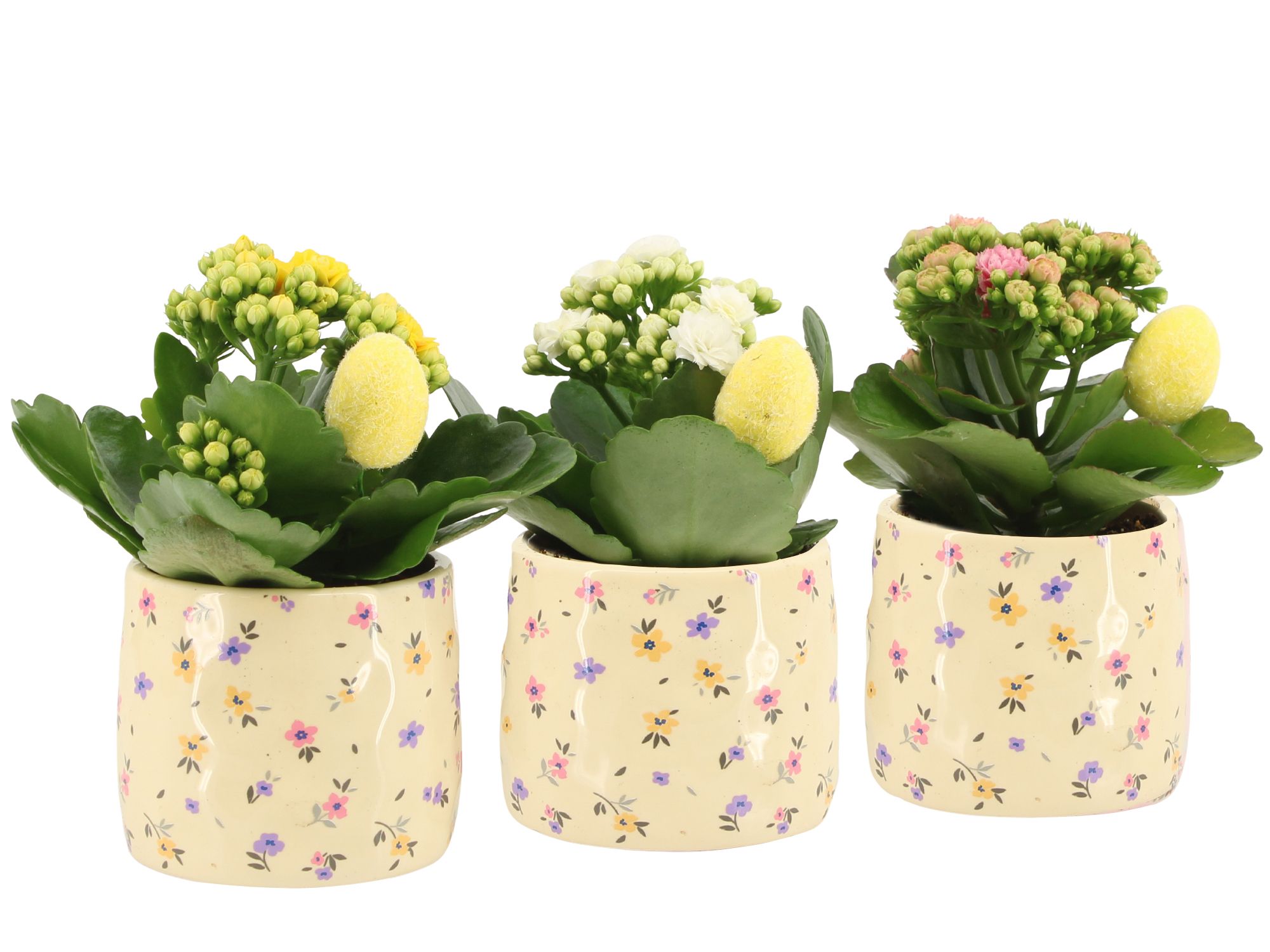 4501122: Solutionss Easter, D 7