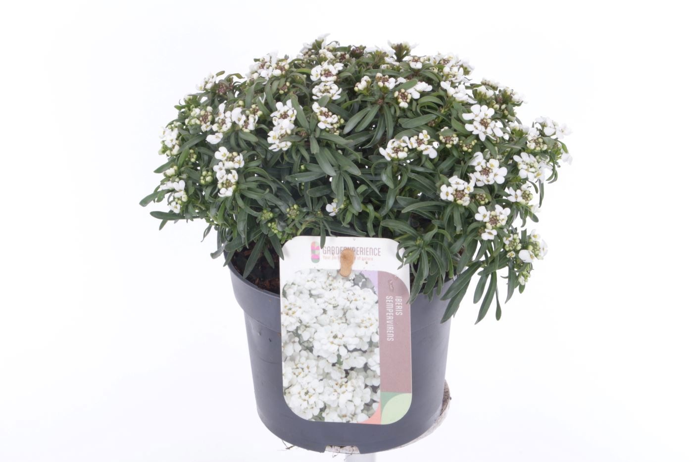 Iberis sempervirens Snow Cone, D 13