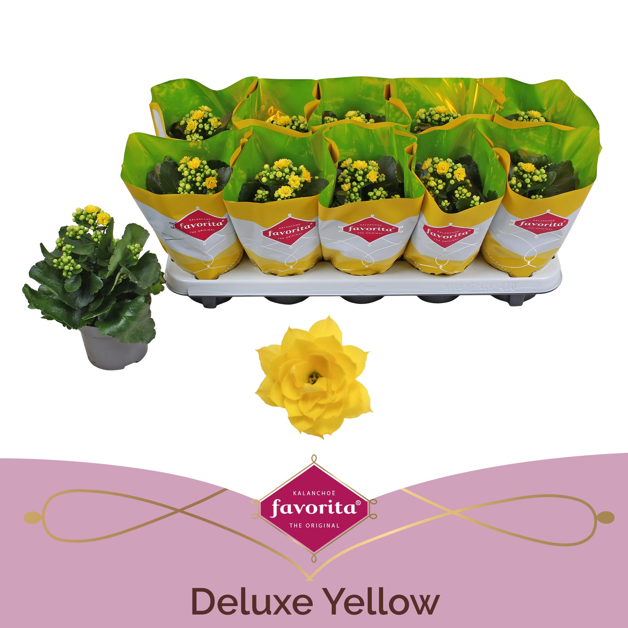 Kalanchoe Double Deluxe Yellow stadium 1, D 10,5