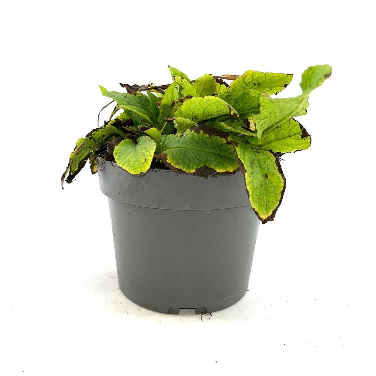 Symphytum grand. 'Wisley Blue', D 17