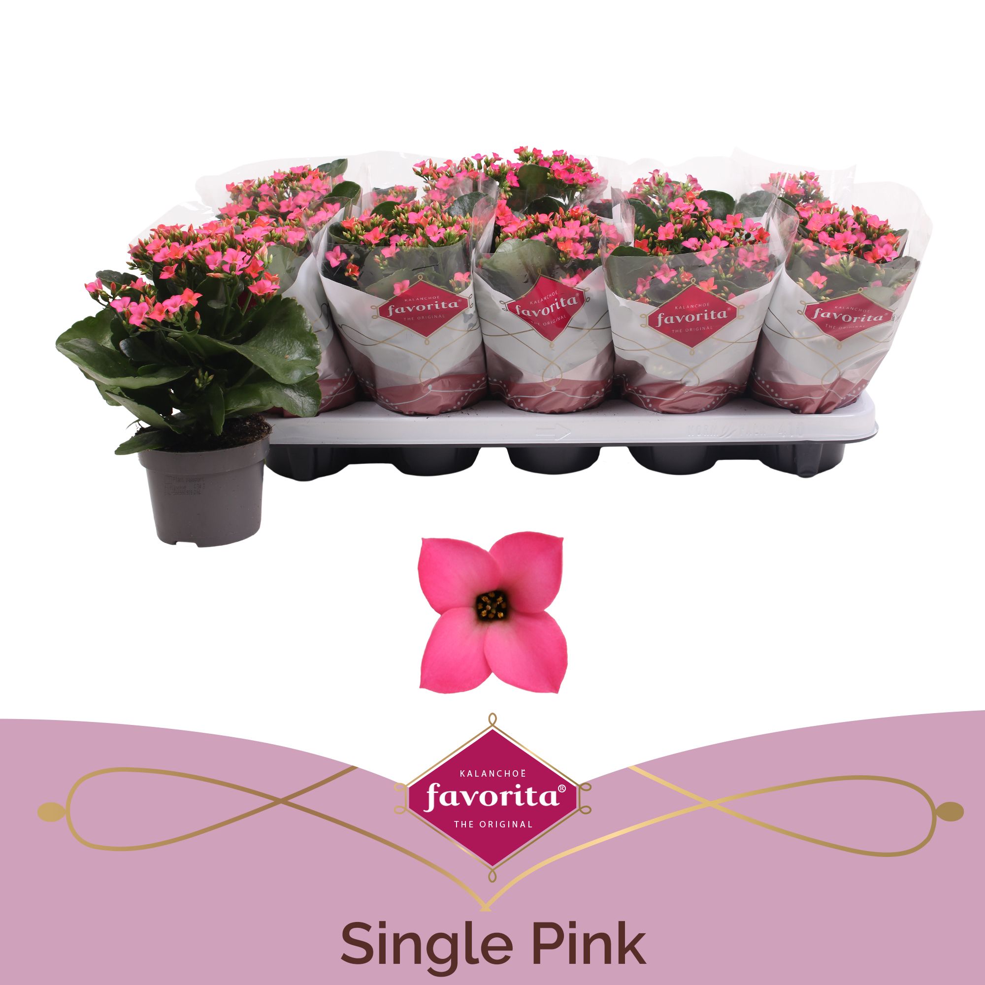 Kalanchoe favorita pink, D 10,5