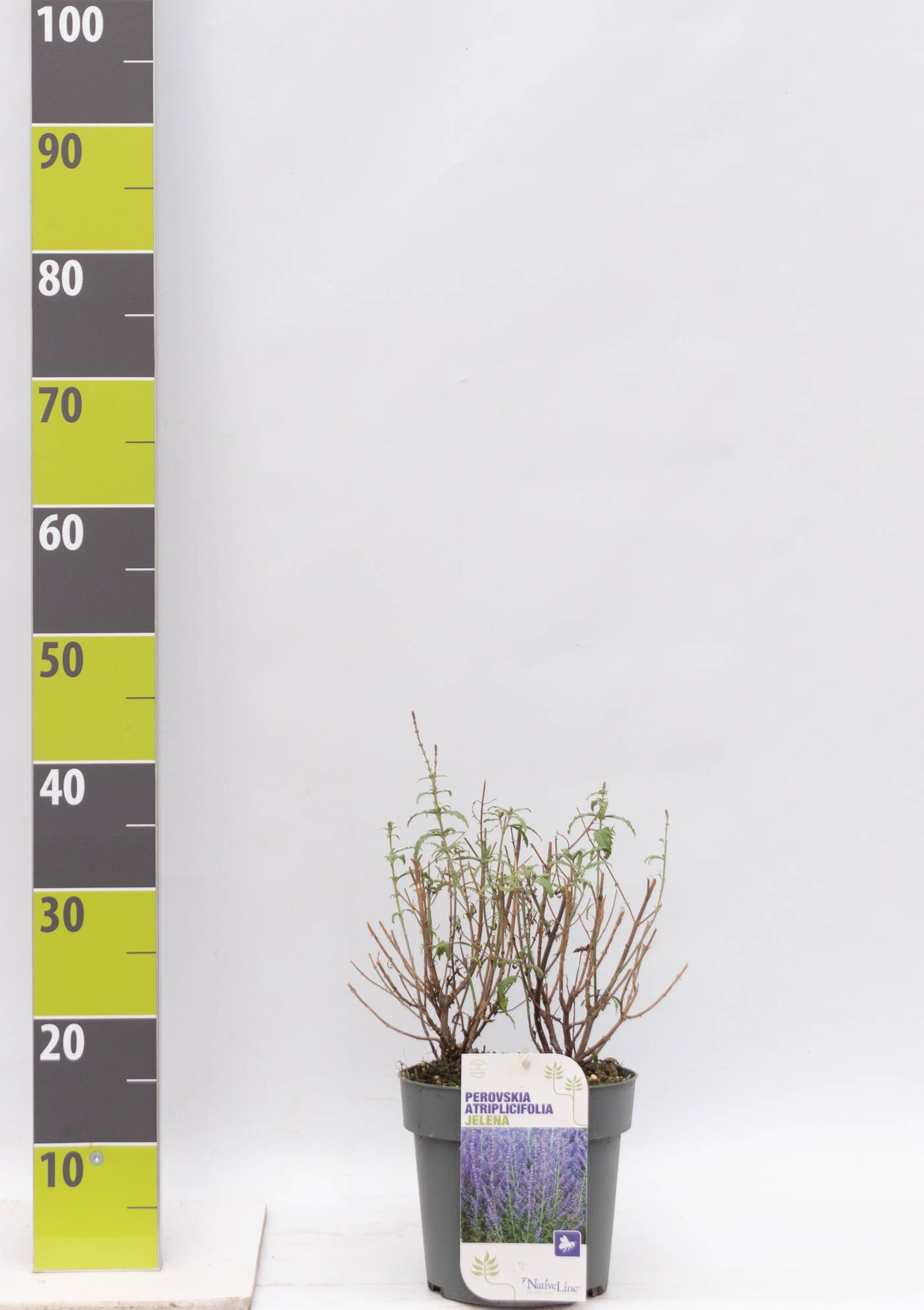 Perovskia atriplicifolia 'Jelena' C 3, D 23