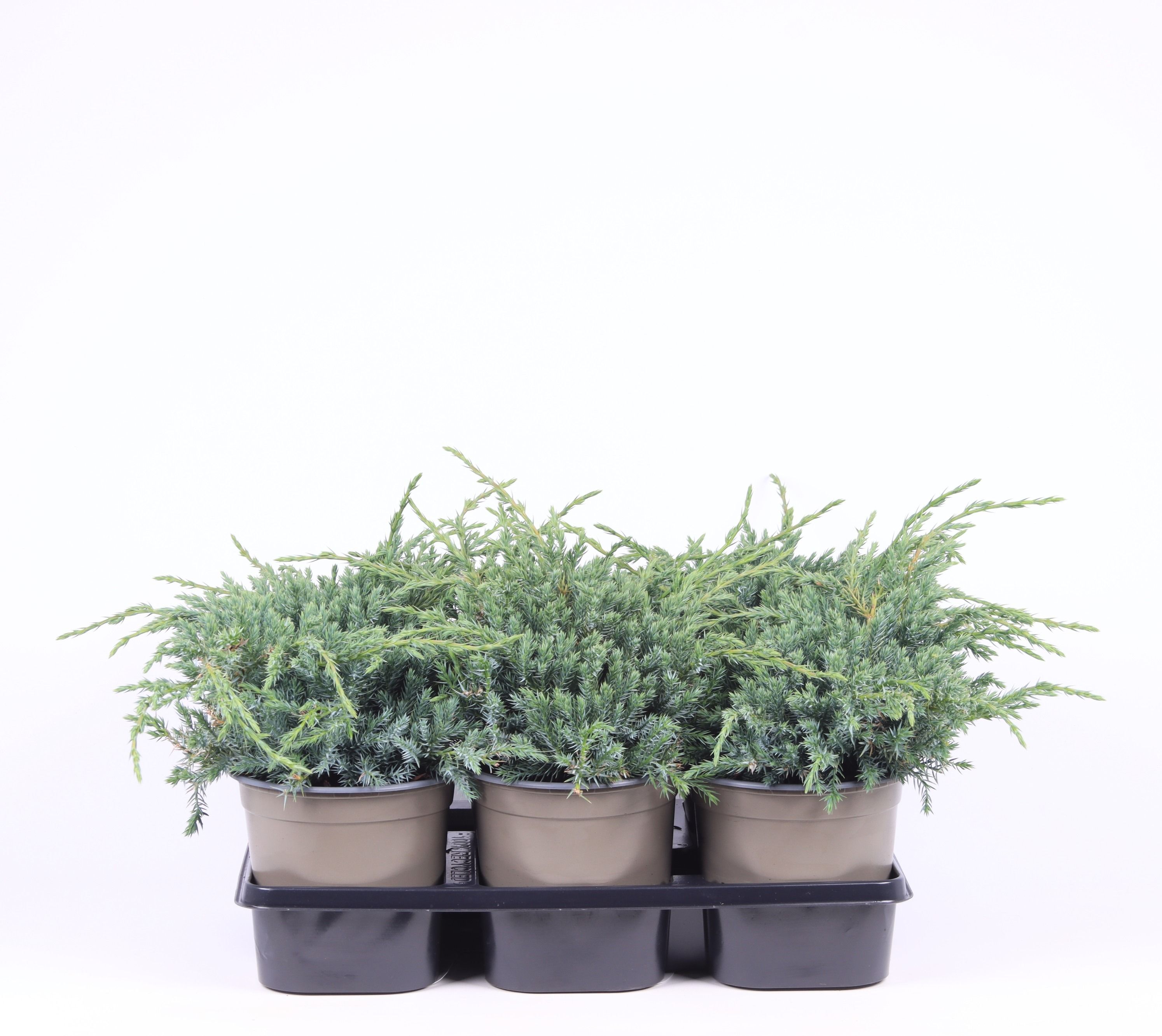 Juniperus squamata 'Blue Carpet', D 15