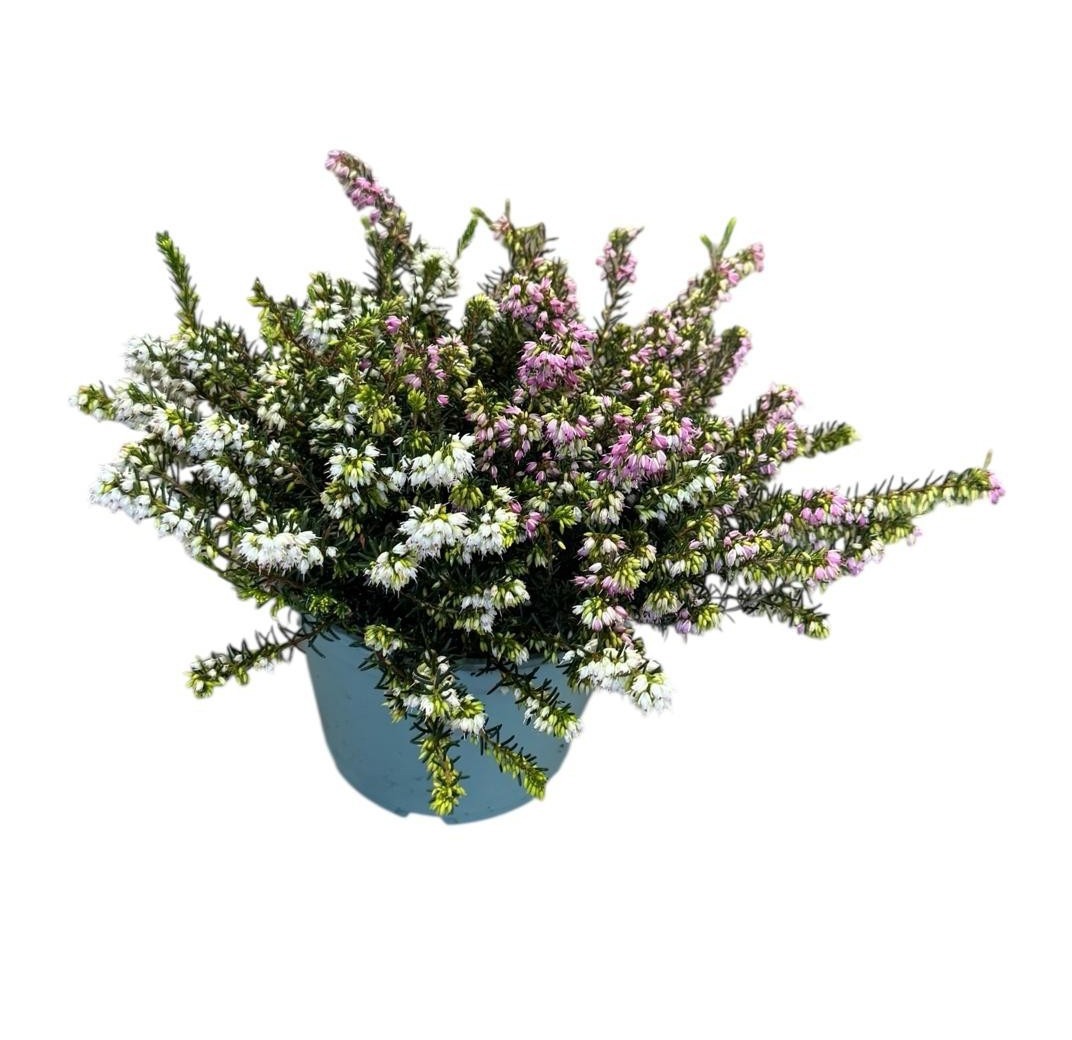 Erica Darleyensis Duo, D 17 cm