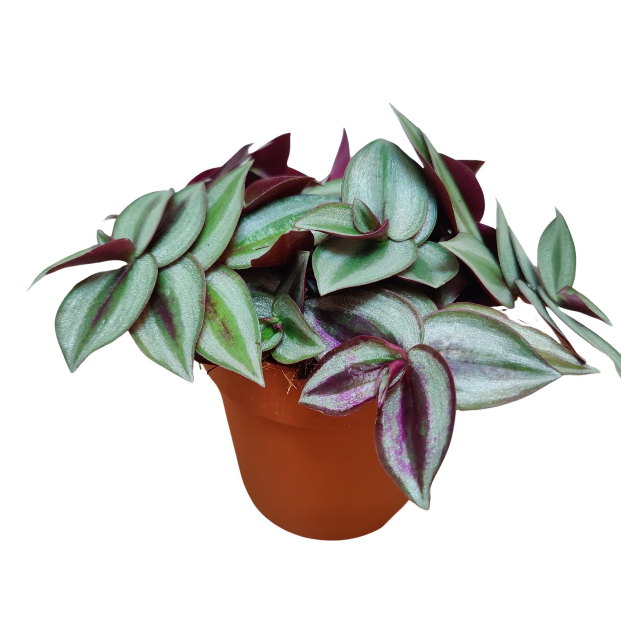 Tradescantia Zebrina P12, D 12