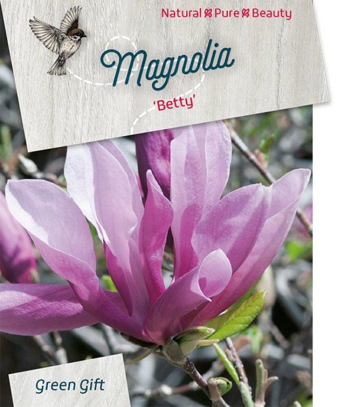 Magnolia 'Betty', D 23
