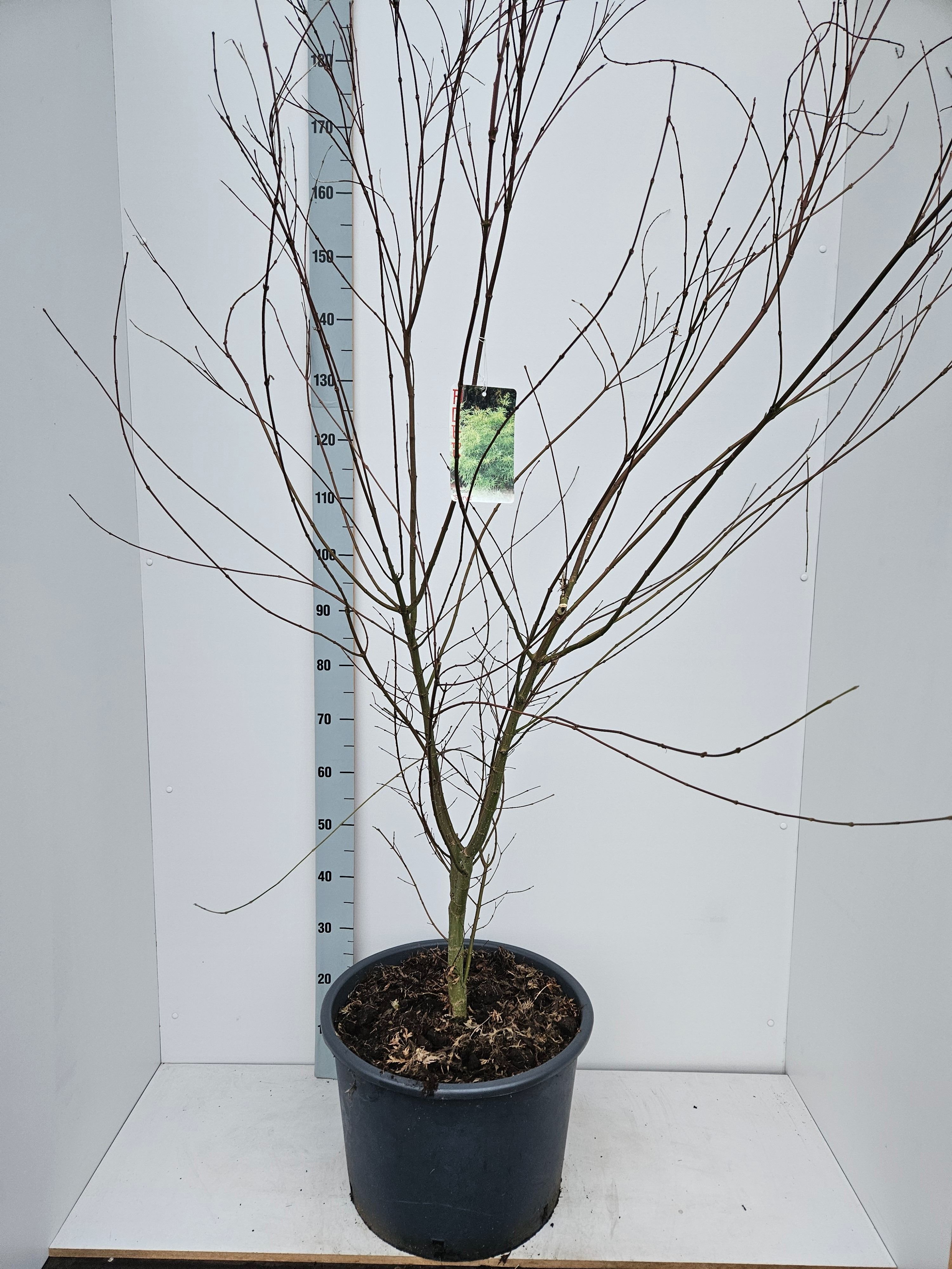 Acer palmatum 'Seiryu', D 43