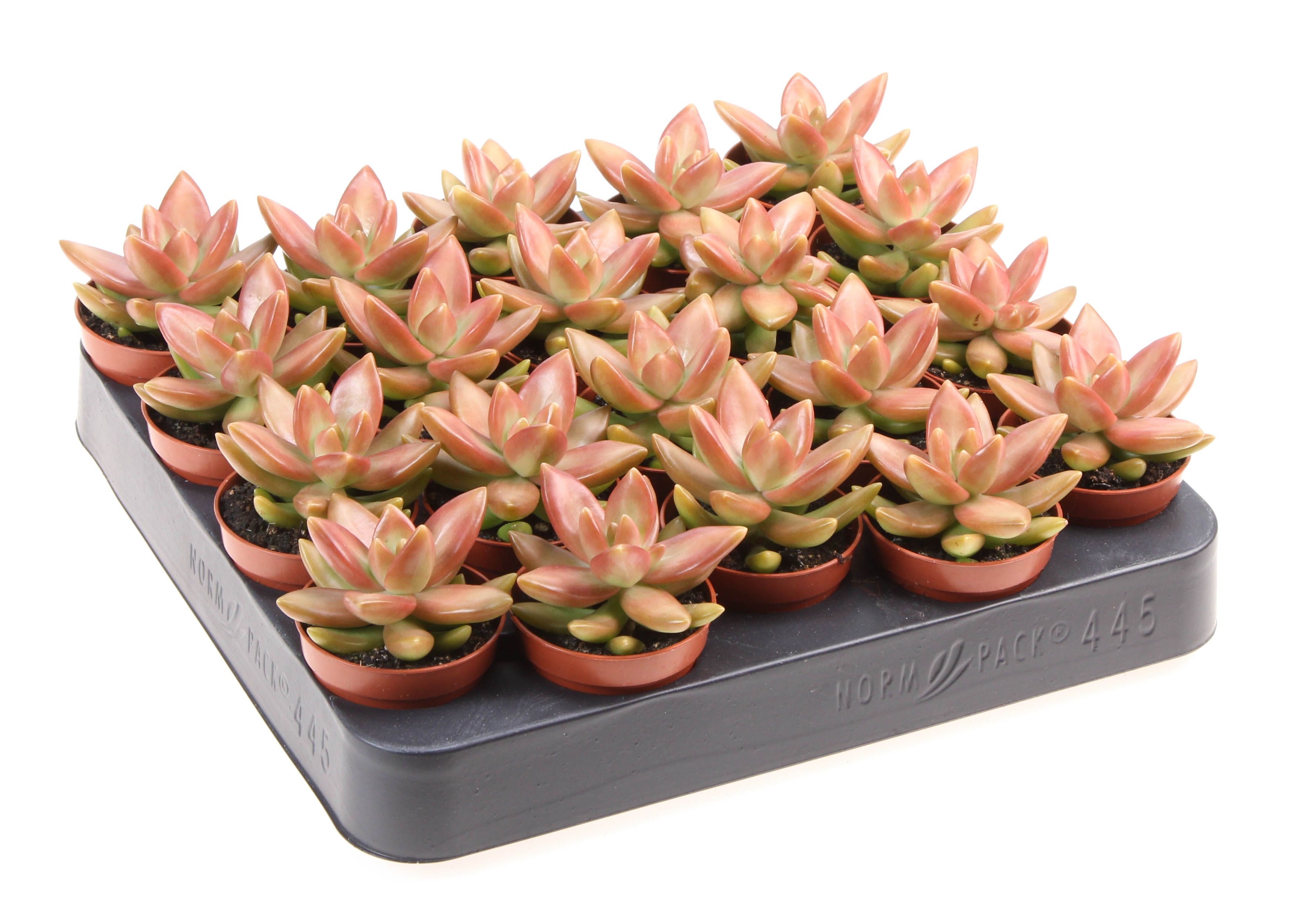 Sedum nussbaumerianum, D 5,5