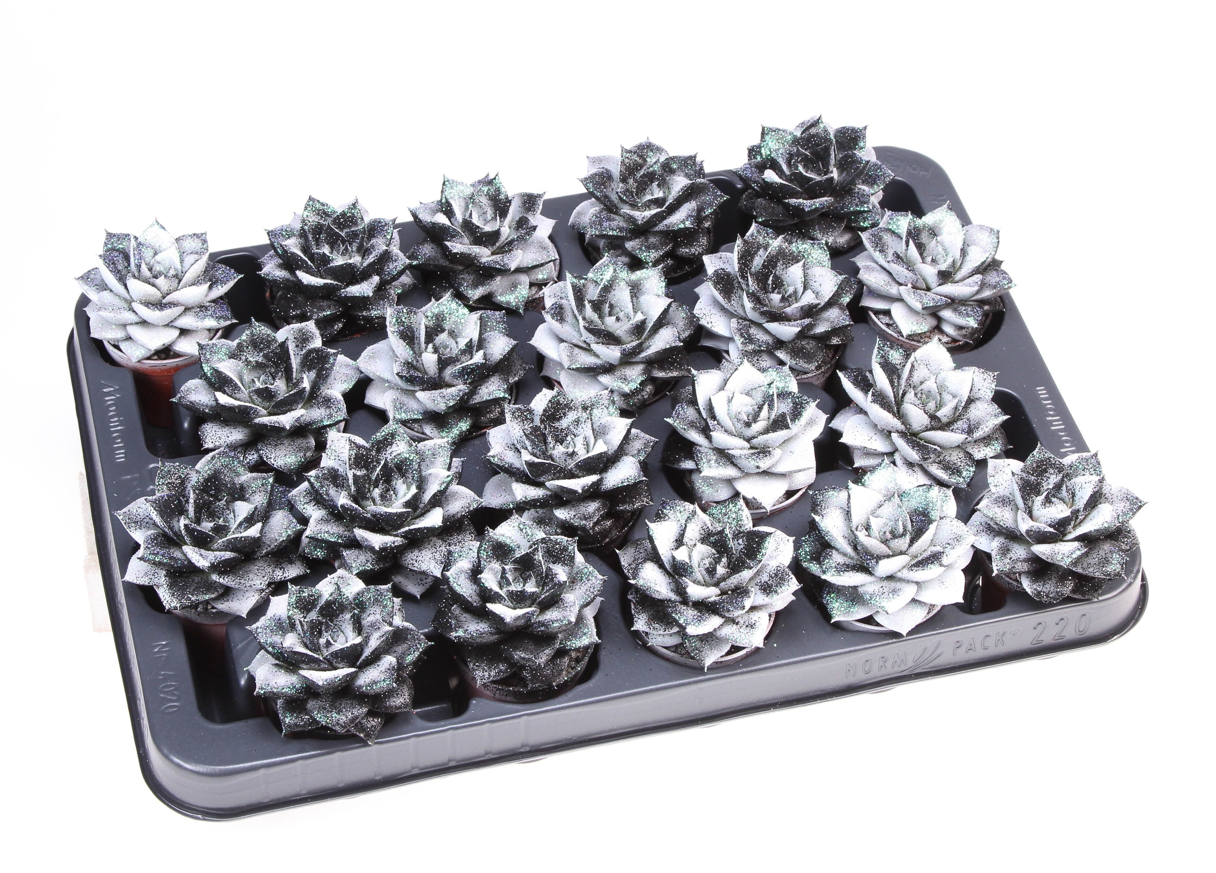 Purper black&white + bio glitter, D 5,5