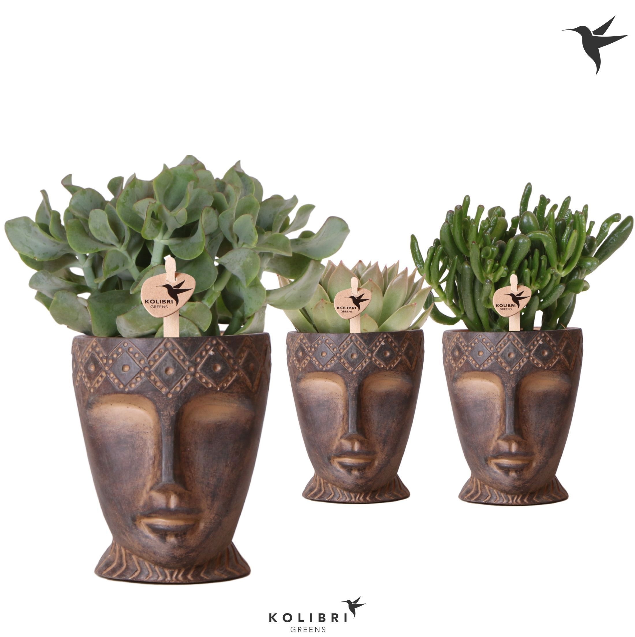 Kolibri Greens Succulenten mix in Totem Mask pot, D 12