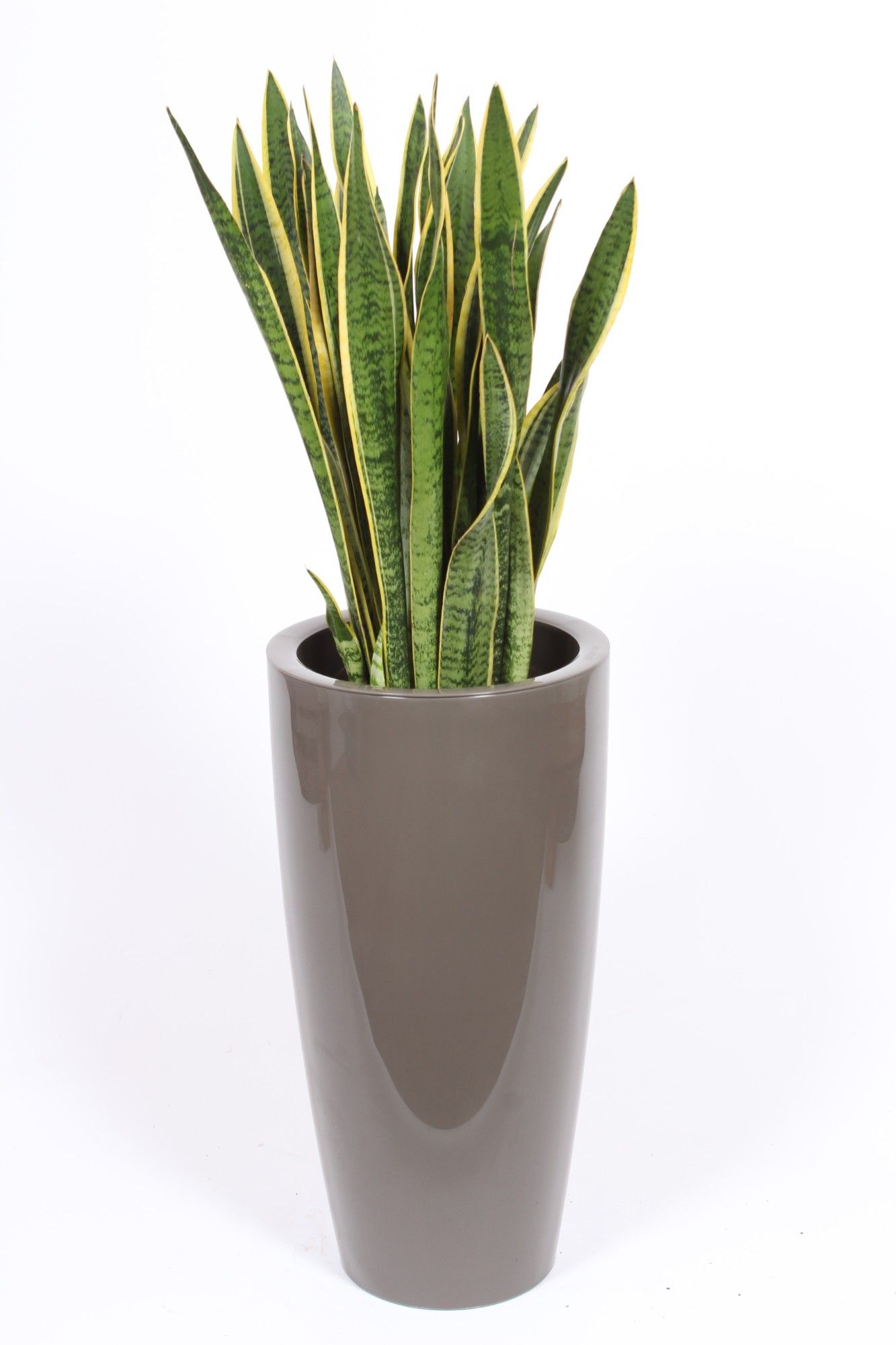 Sansevieria Laurentii in Santorini pot "taupe", D 33