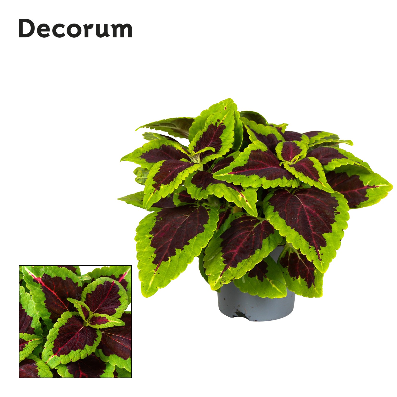 Coleus Alligator Alley Decorum, D 13
