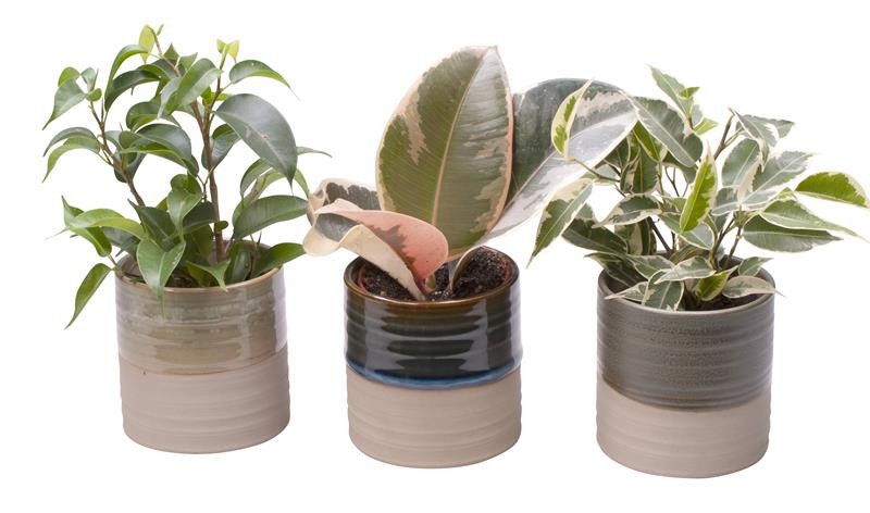 FICUS MIX 'L 65442', D 6