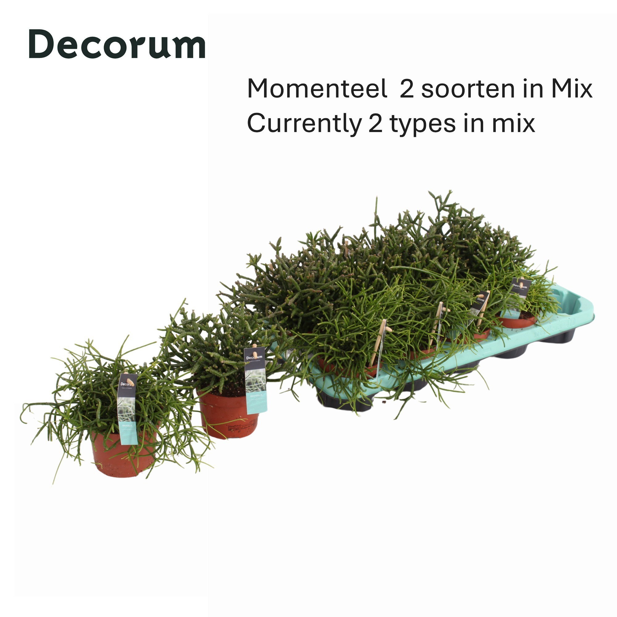 Rhipsalis gemengd 10,5 cm Decorum, D 10,5