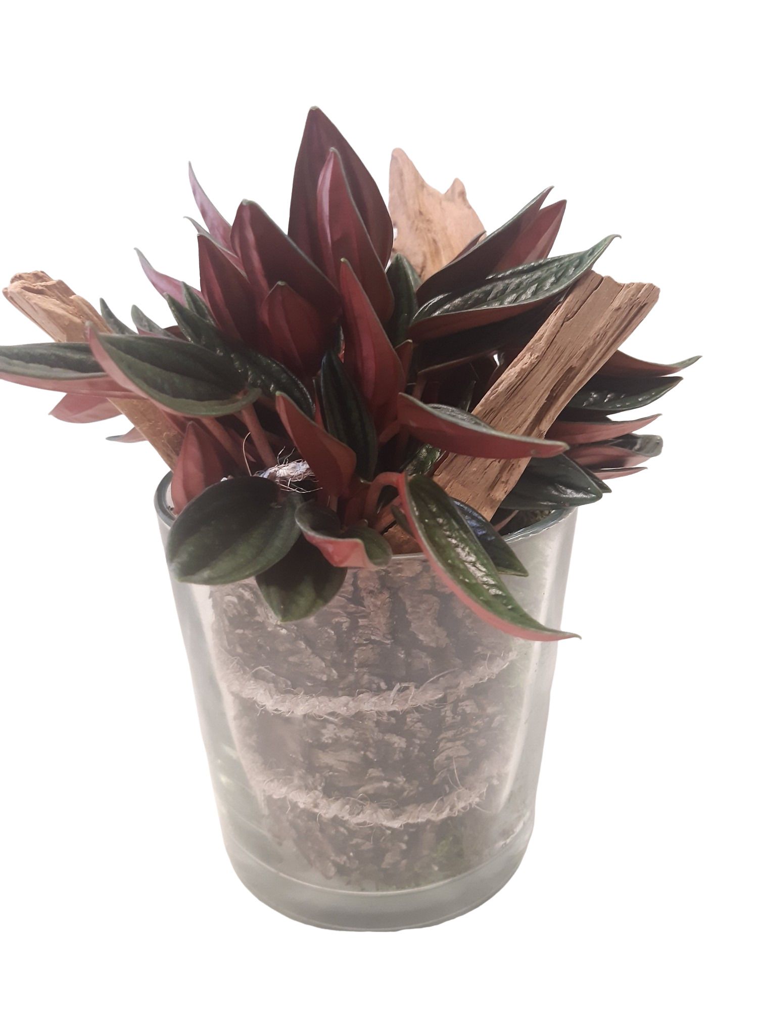 833ROS Cilinderglas 13cm Peperomia Rosso, D 13