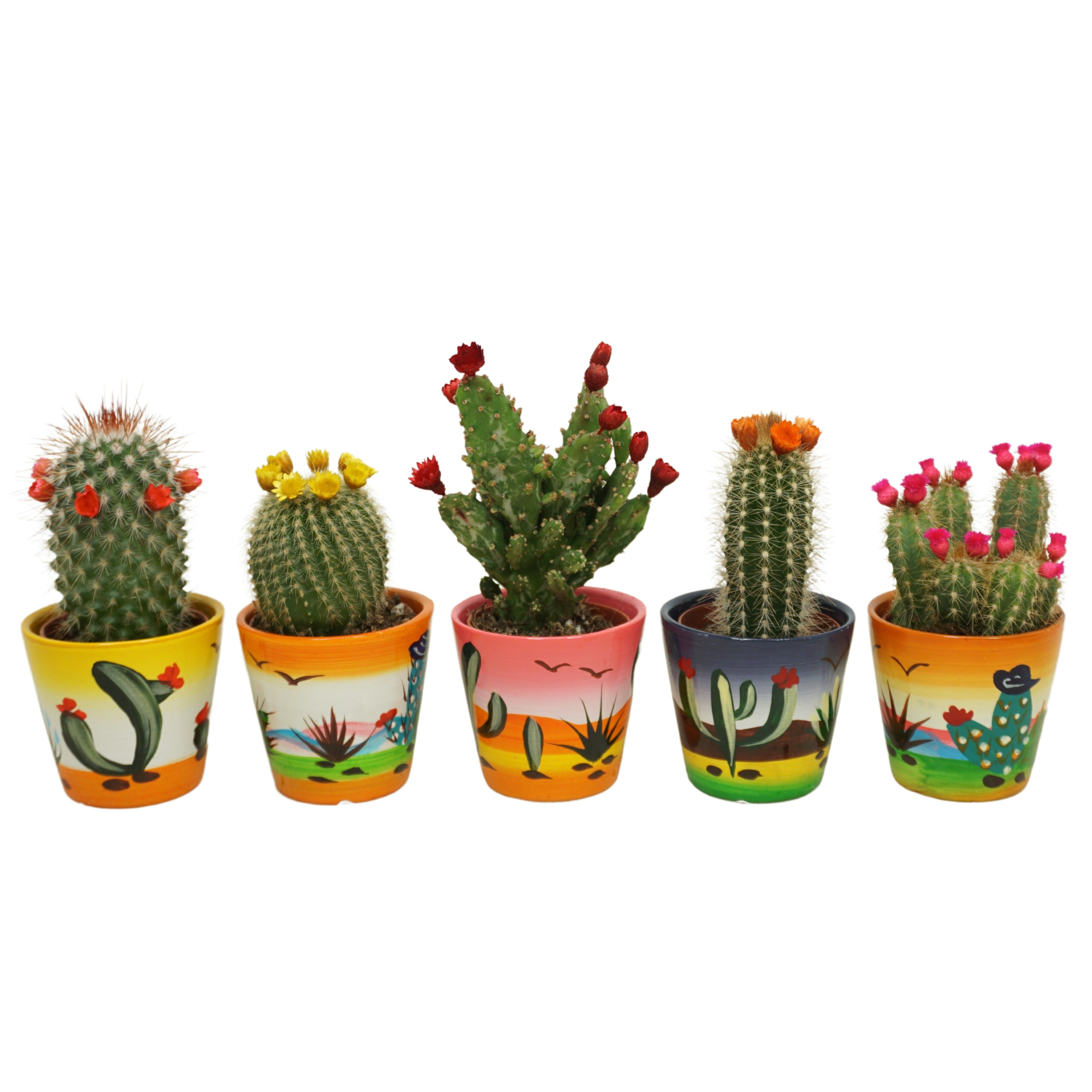 Cactus mix strobloem in 6 cm 'Decorpotje', D 5,5