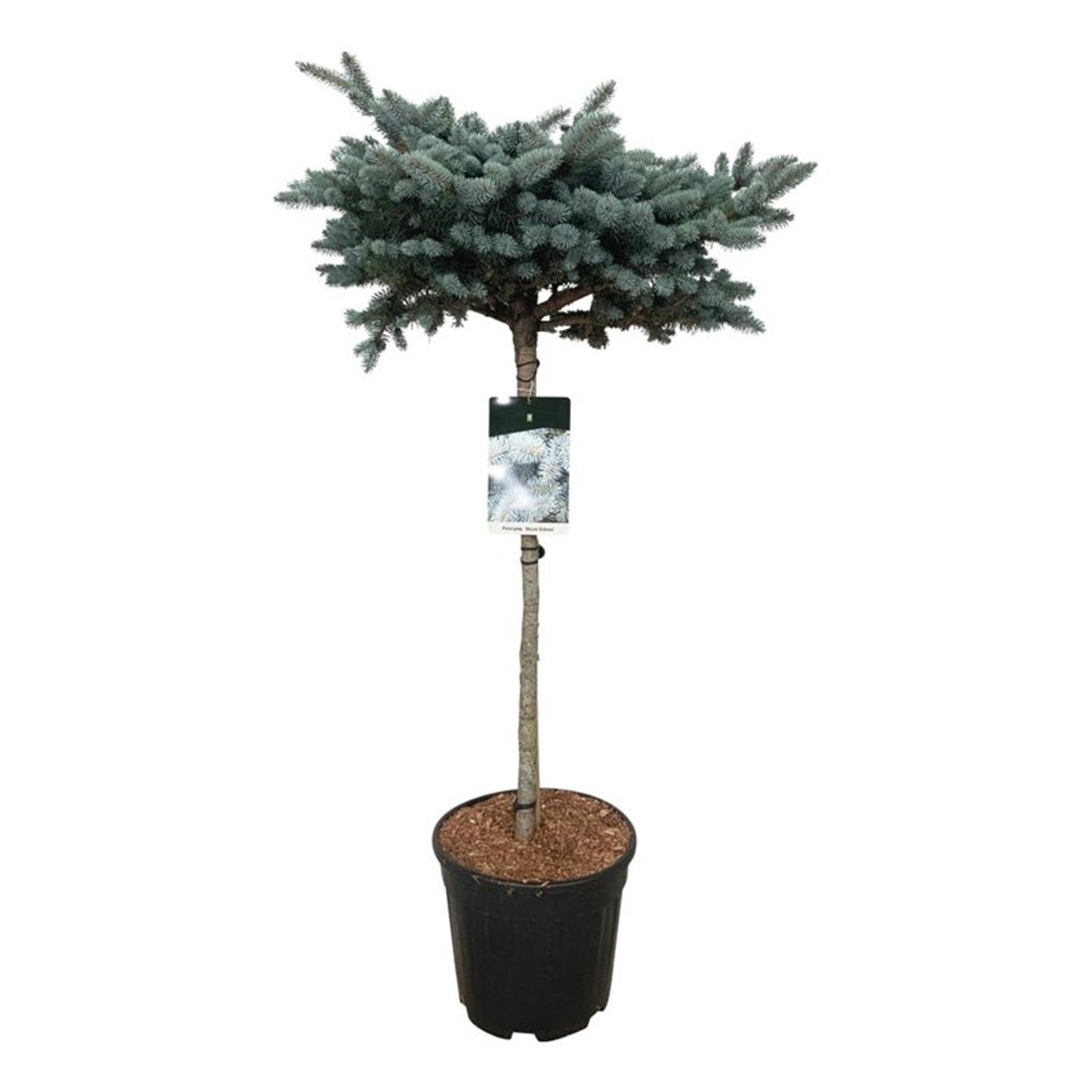 Picea pung. 'Glauca Globosa', D 32