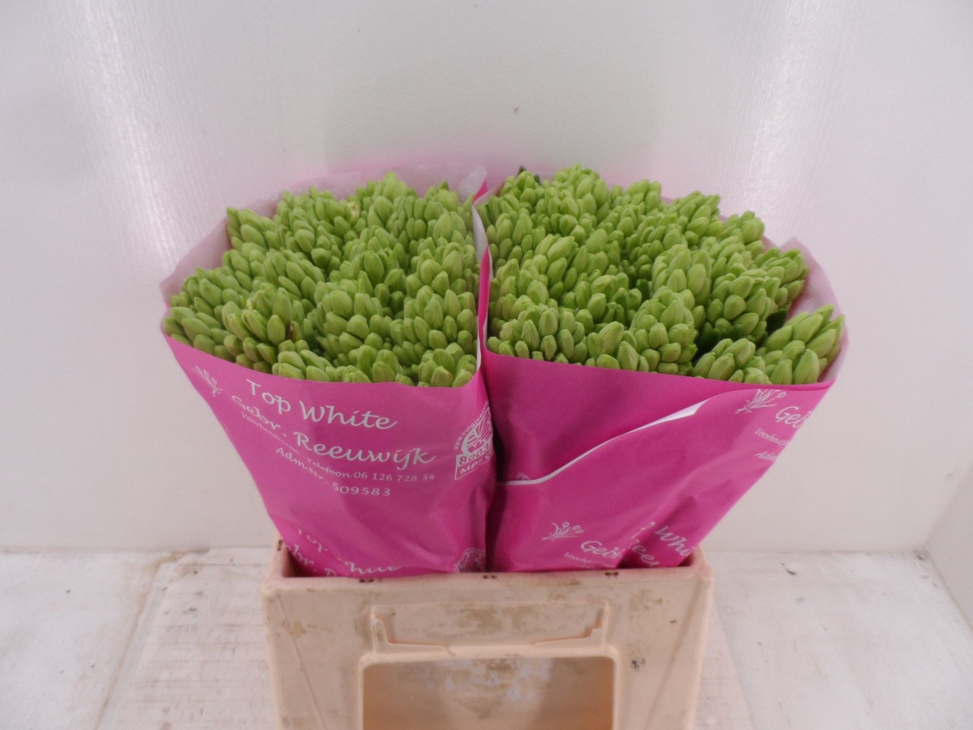 Гиацинт Топ Вайт (бел.), шт.