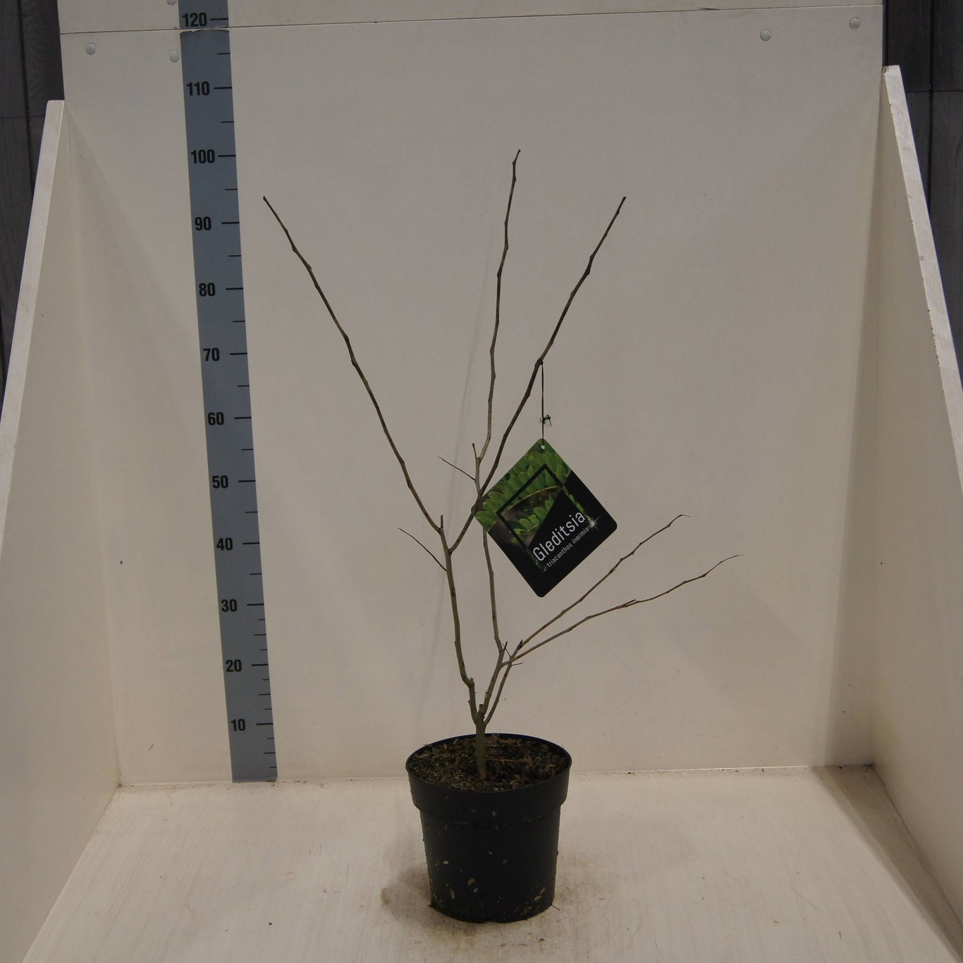 Gleditsia triacanthos inermis, D 24