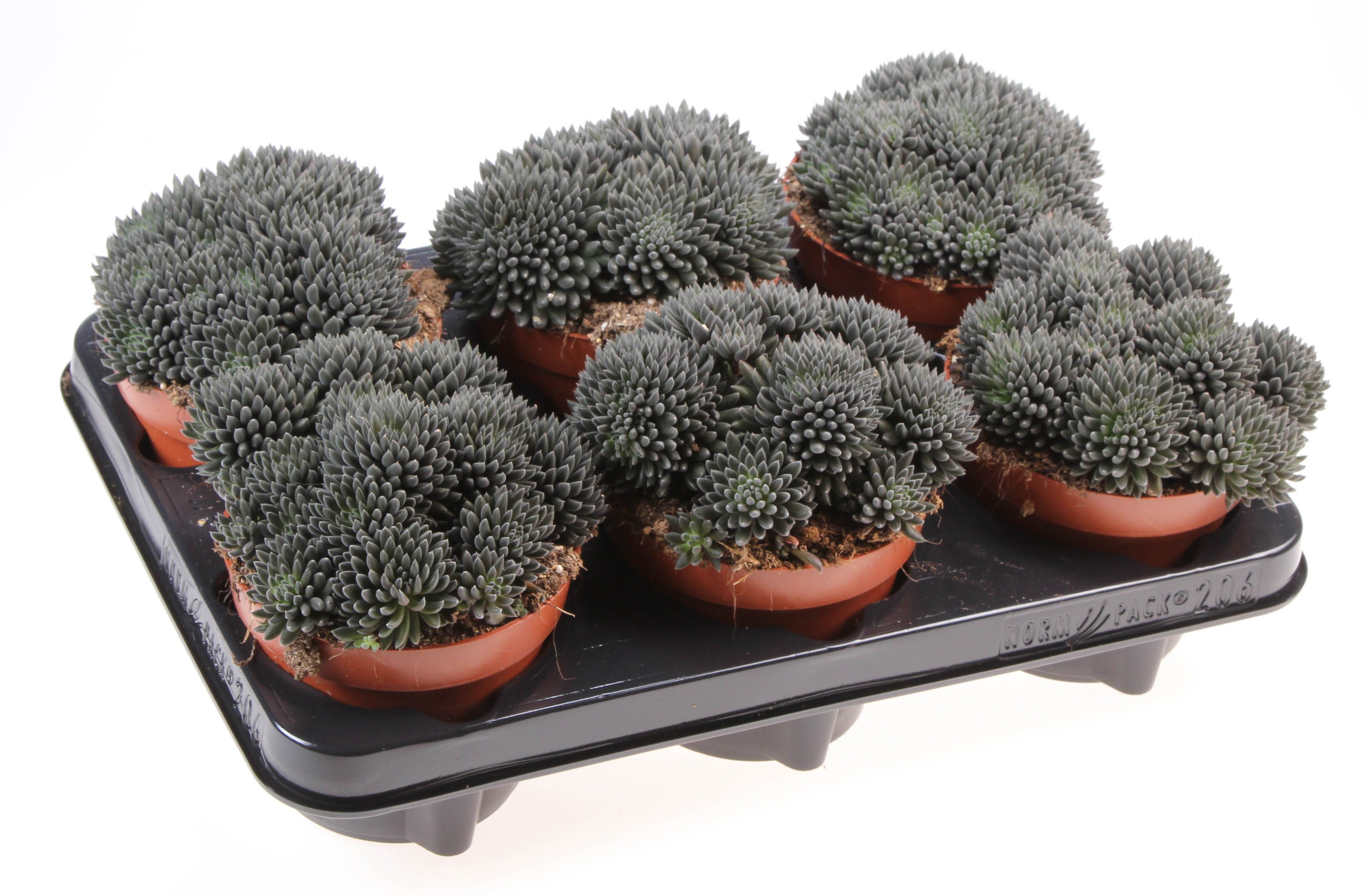 Sinocrassula Yunanensis, D 12