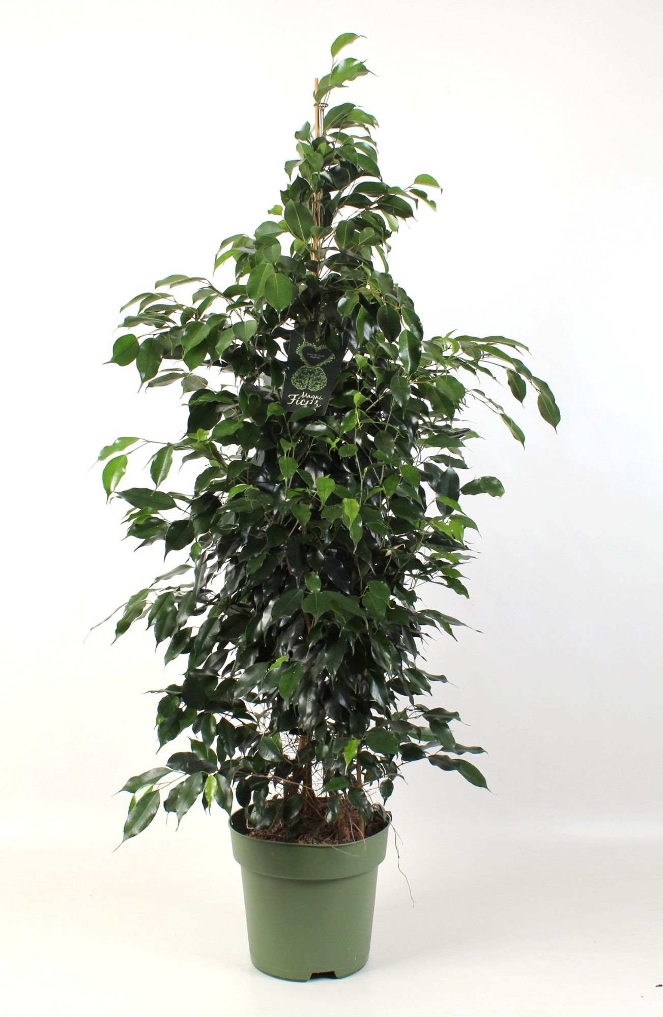 FICUS benjamina Danielle, D 27