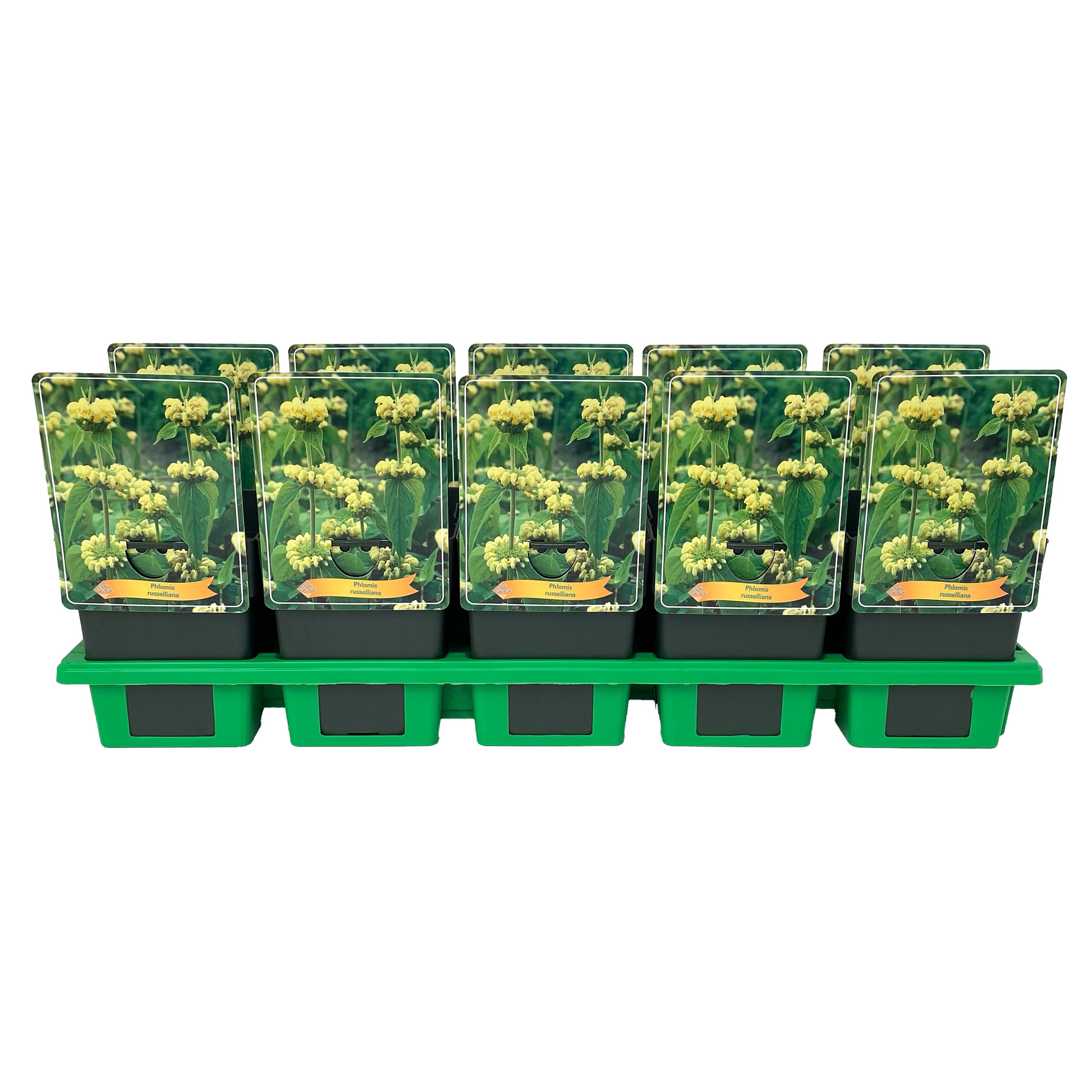Phlomis Russeliana P11, D 11