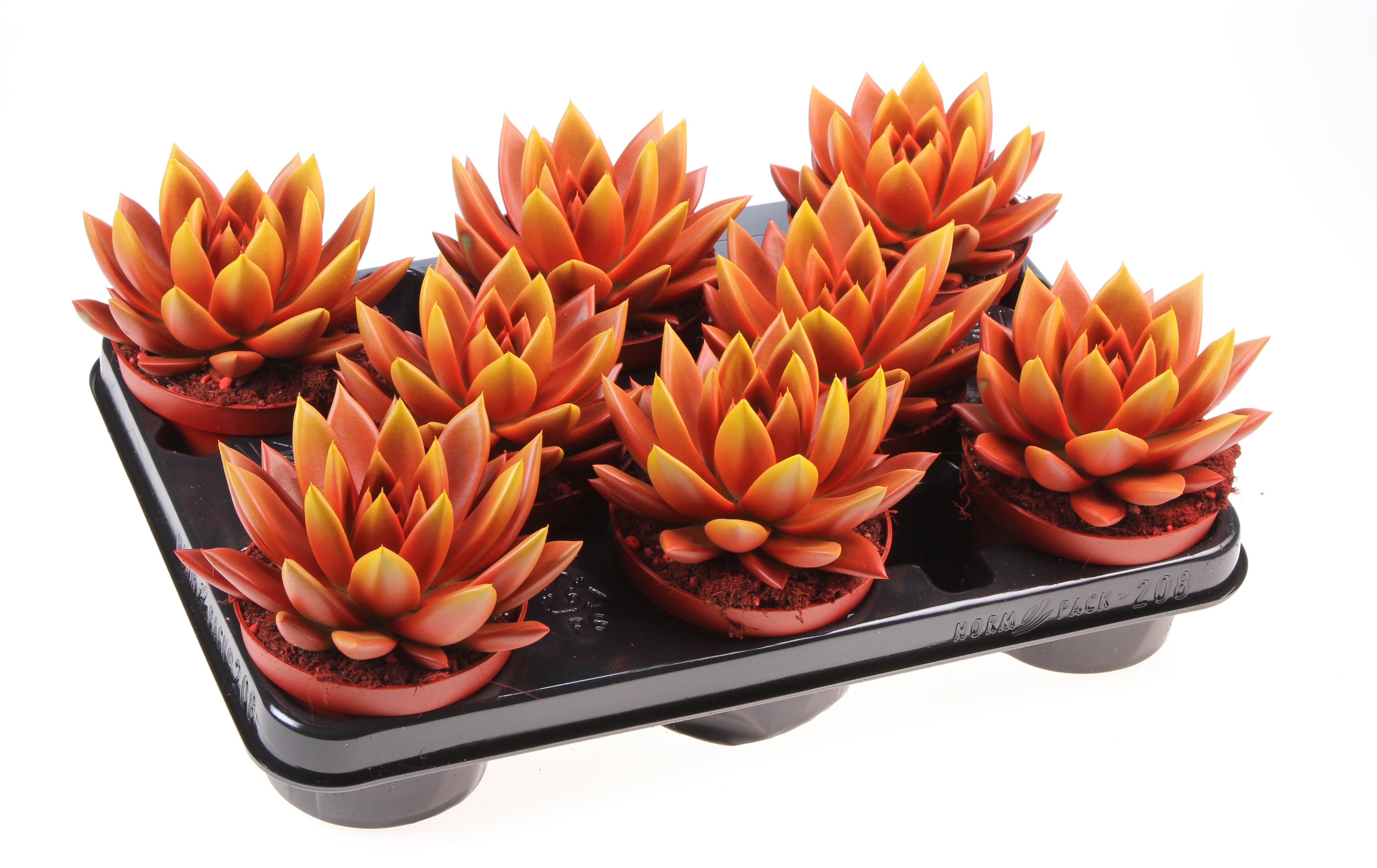 Rainbow bicolor red + yellow point, D 10,5