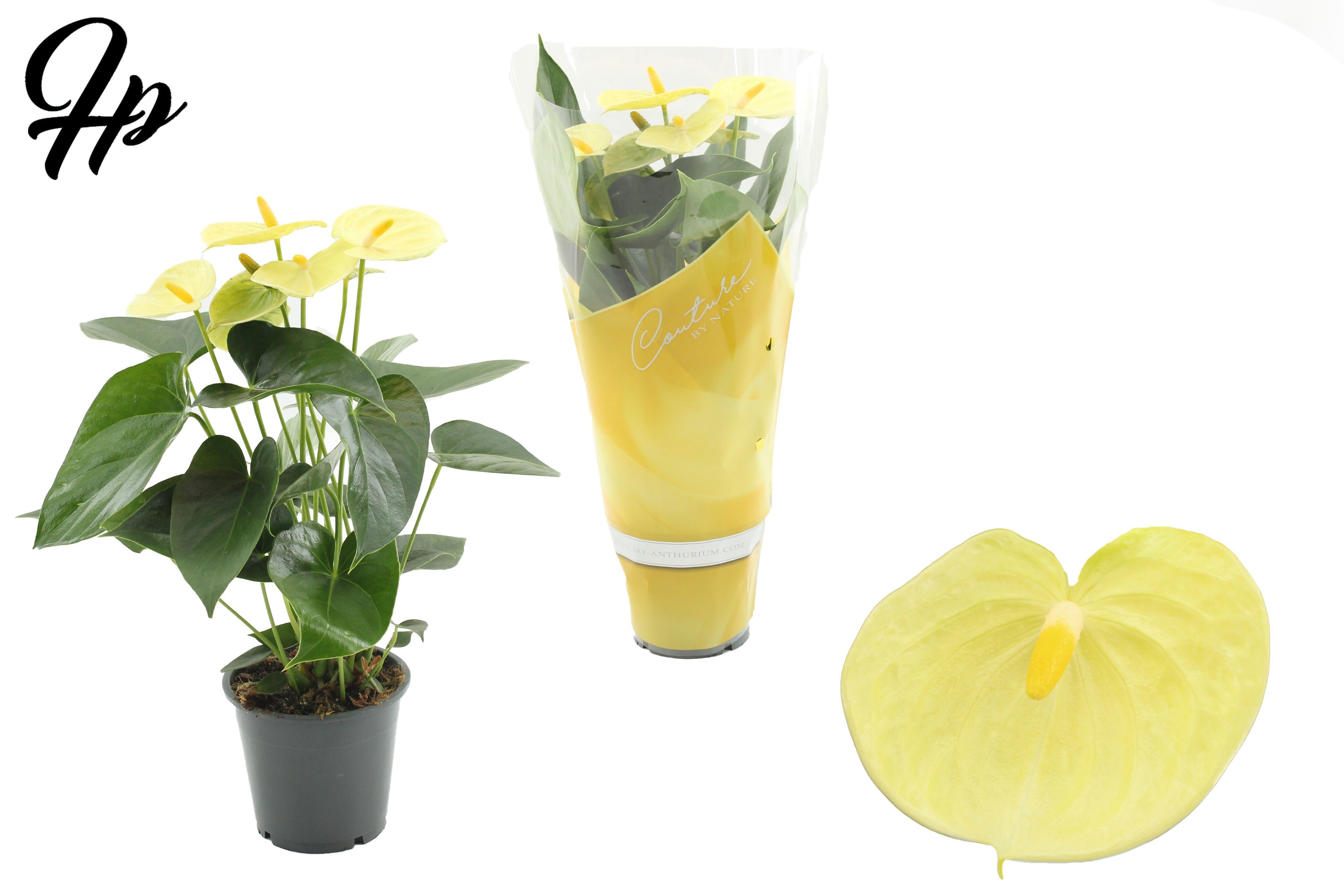 Anthurium 12 cm Vanilla in Couture sleeve, D 12