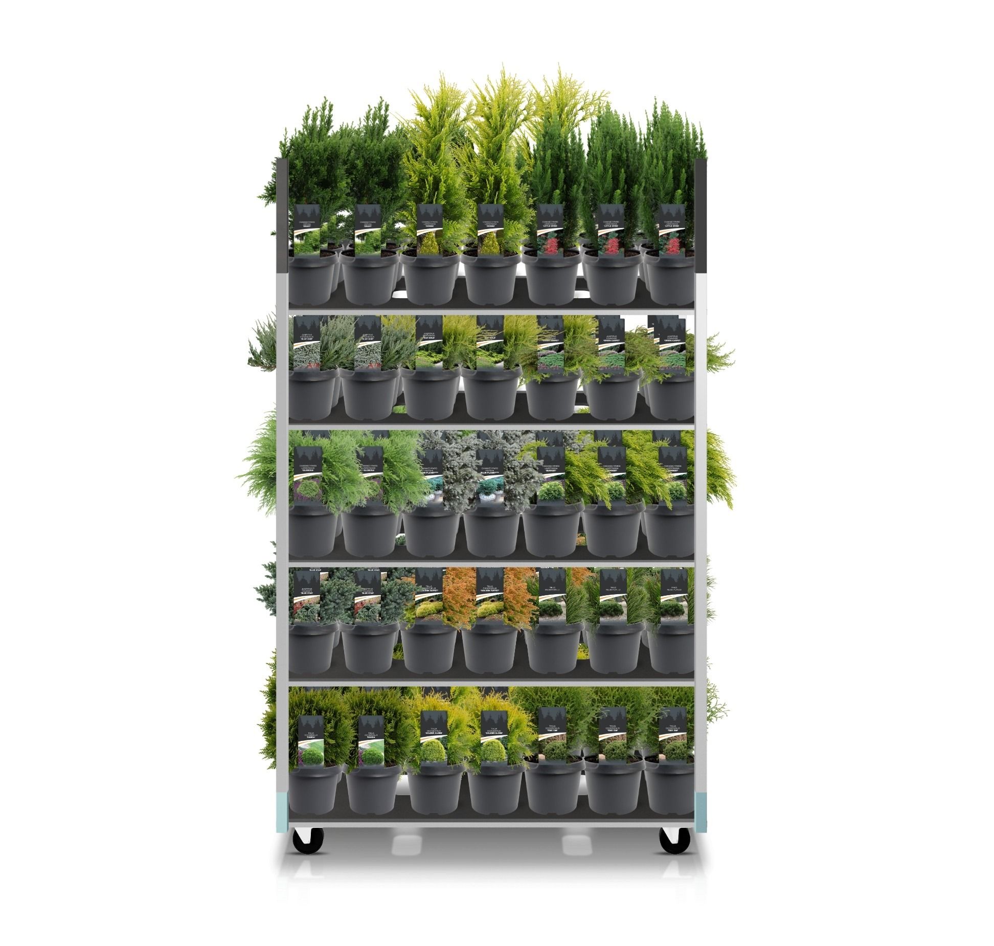 Coniferenmix assortiment C3 - basismix CC (mix kan afwijken van foto), D 19