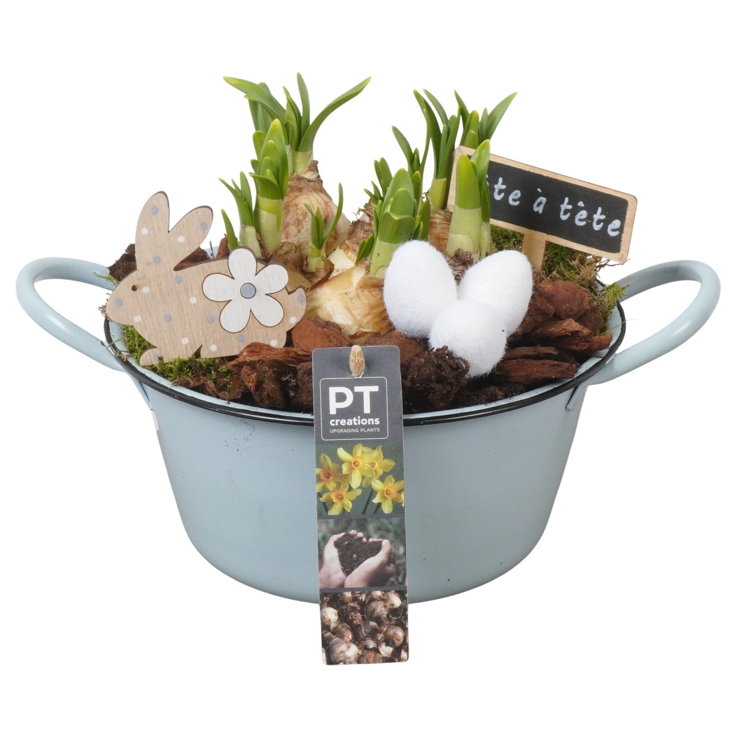 PTNP4432 Arrangement Narcissus Easter in zink schaal, D 19