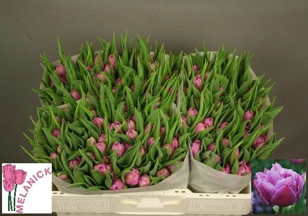 Тюльпан дв. Дабл Прайс, шт.