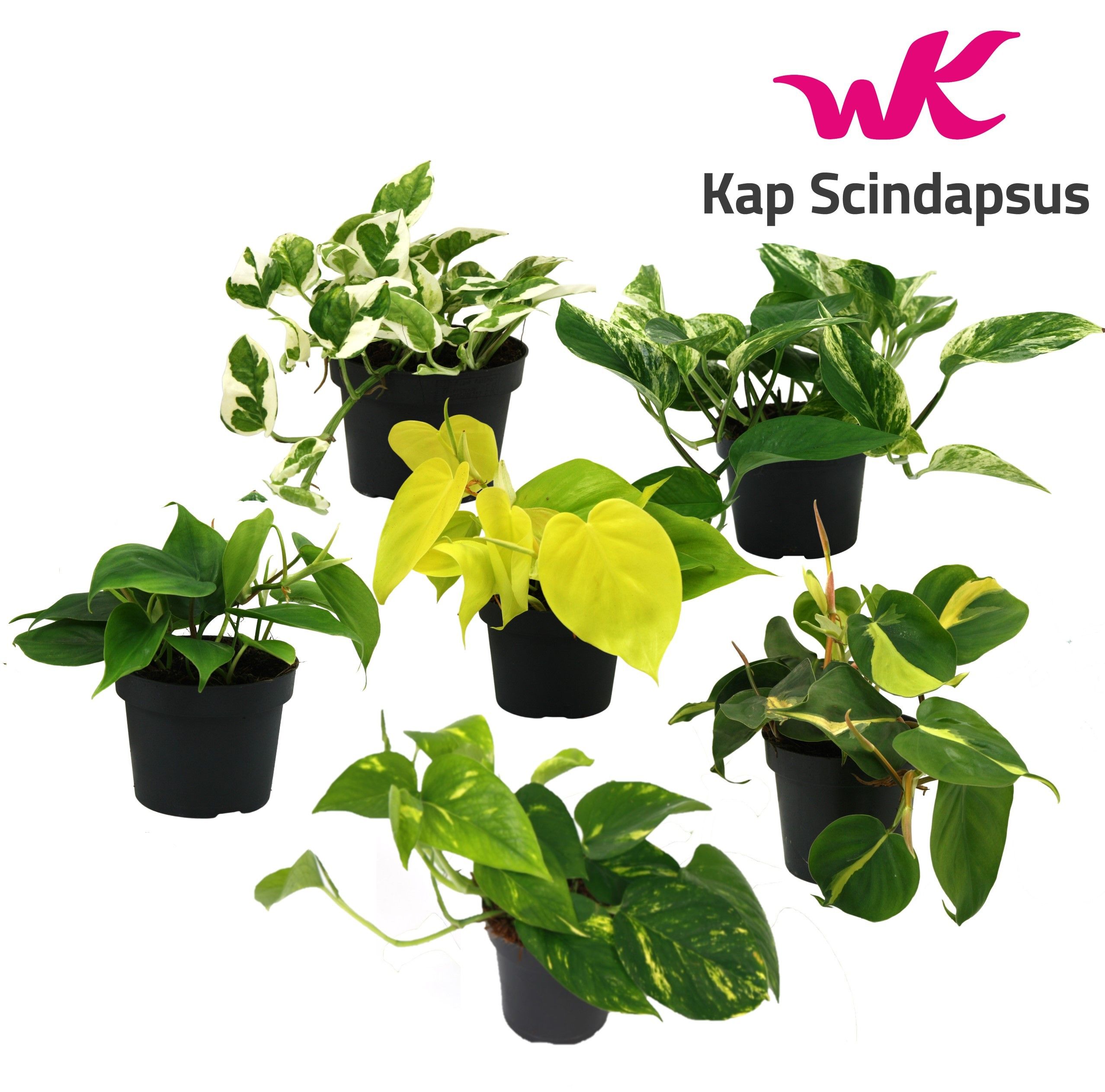 Mix Scindapsus (Epipremnum) / Philodendron gemengd, D 12