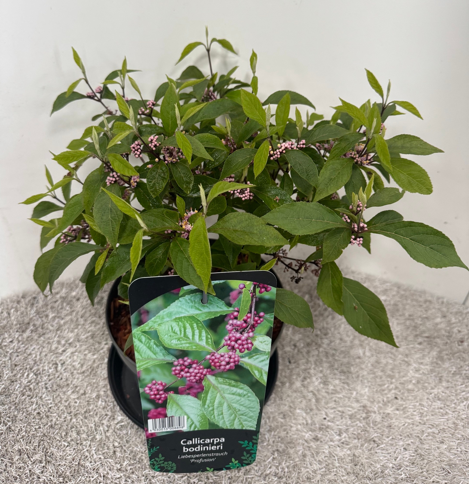 Callicarpa bodinieri Profusion, D 19