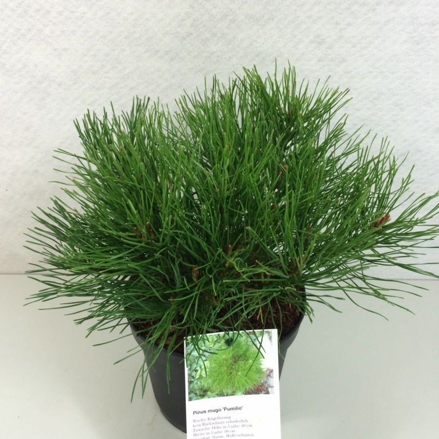 Pinus mugo pumilio, D 17