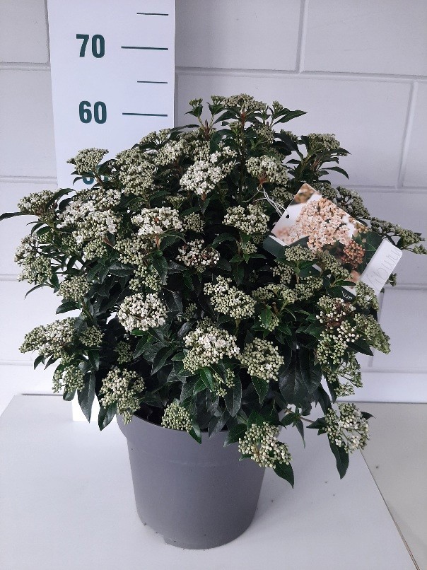 Viburnum tinus, D 28