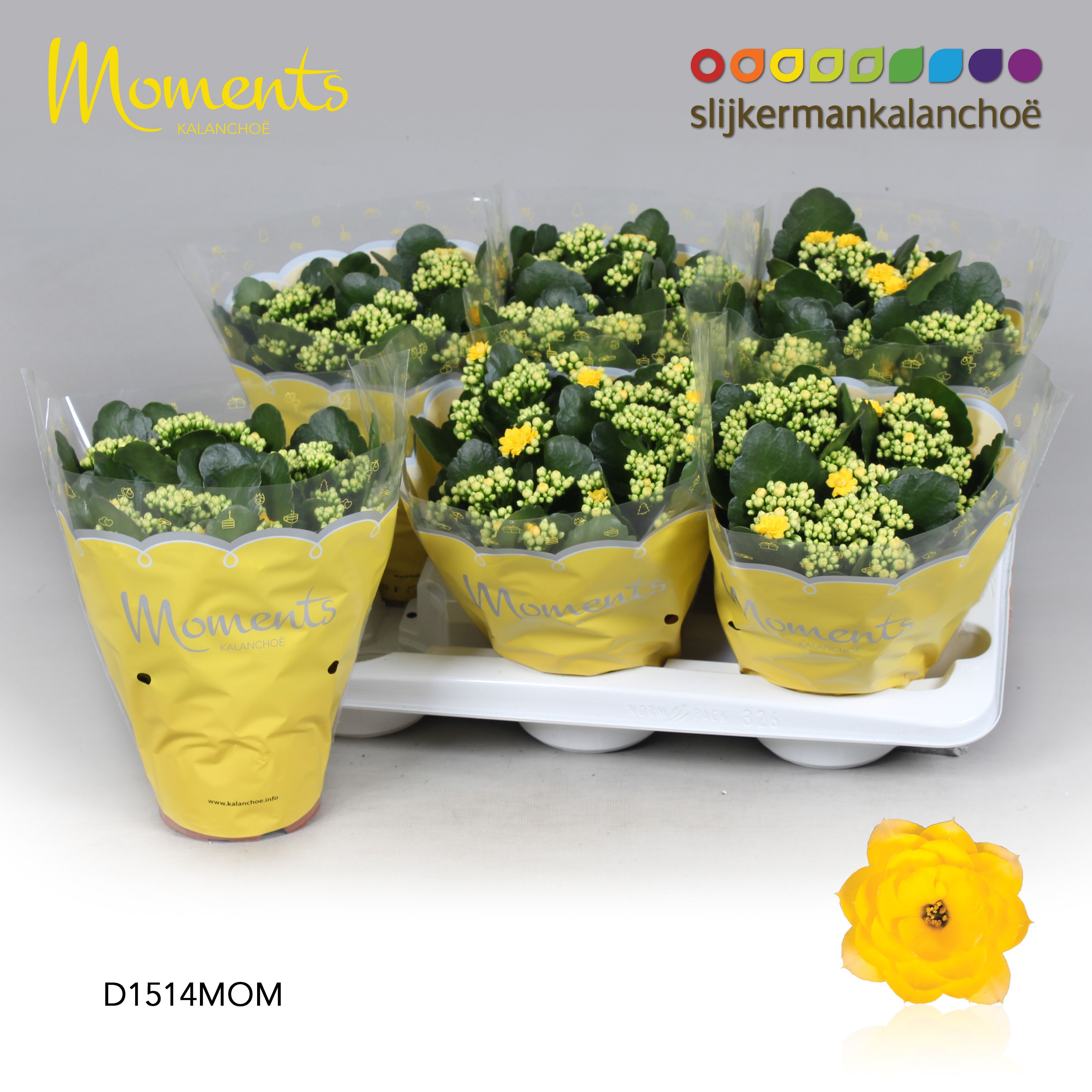 Kalanchoe Moments - Yellow, D 15