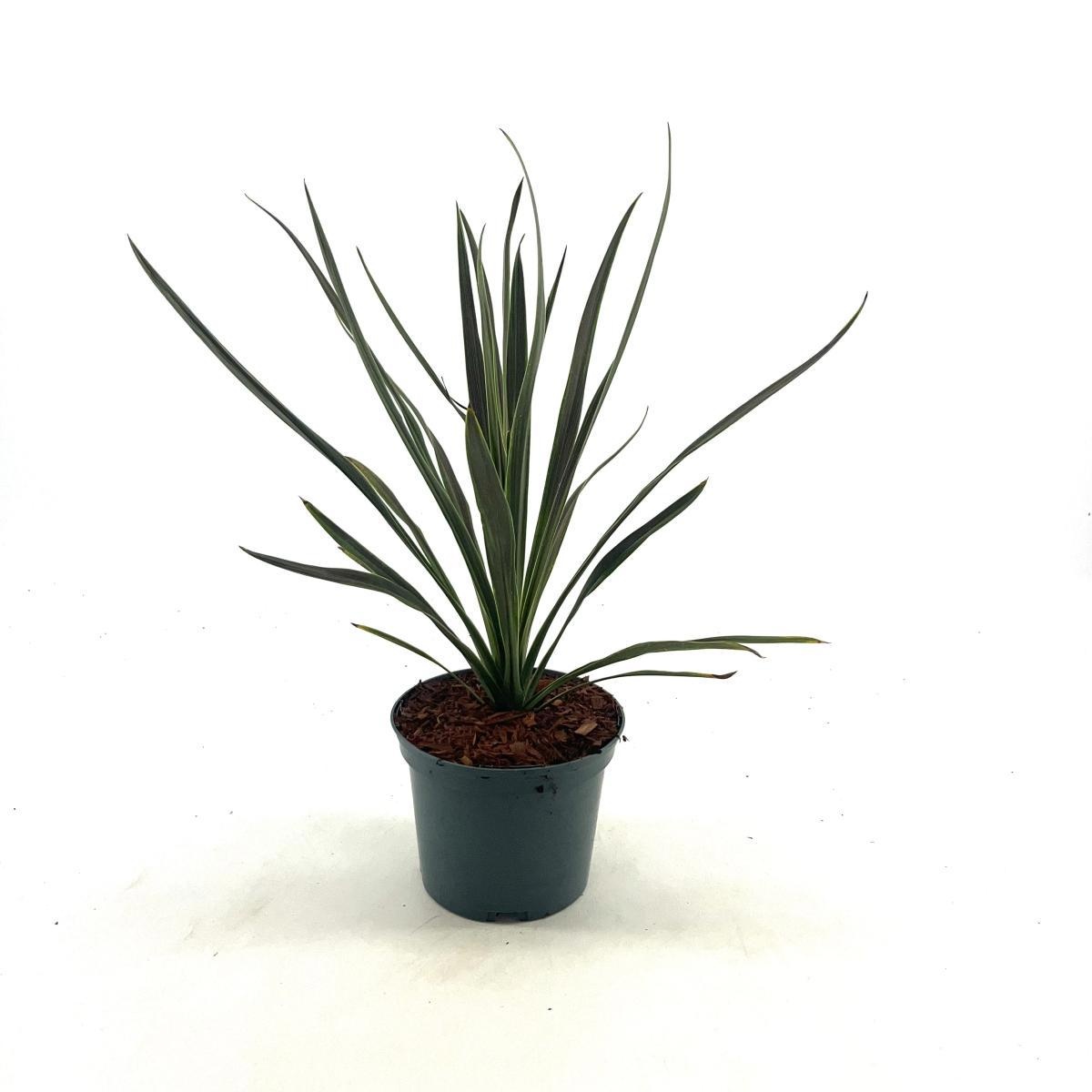 Cordyline australis, D 17