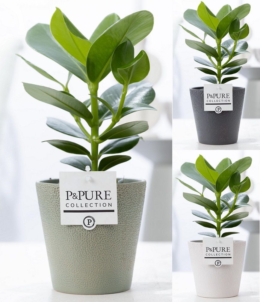 Clusia Rosea Princess in P&PURE Ruby ceramics ass. 3, D 12