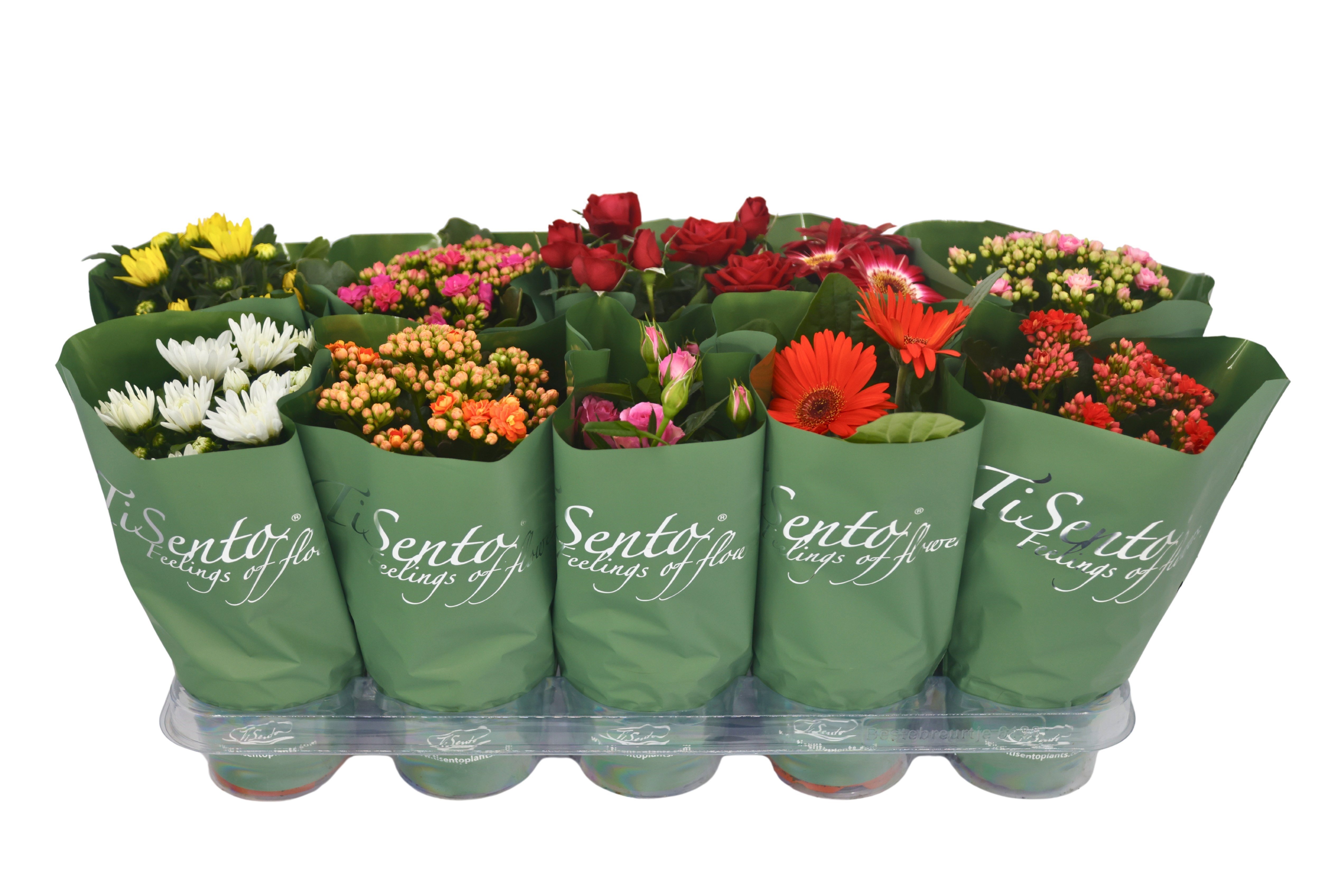 Bloeimix 12 cm | Hoes groen, D 12