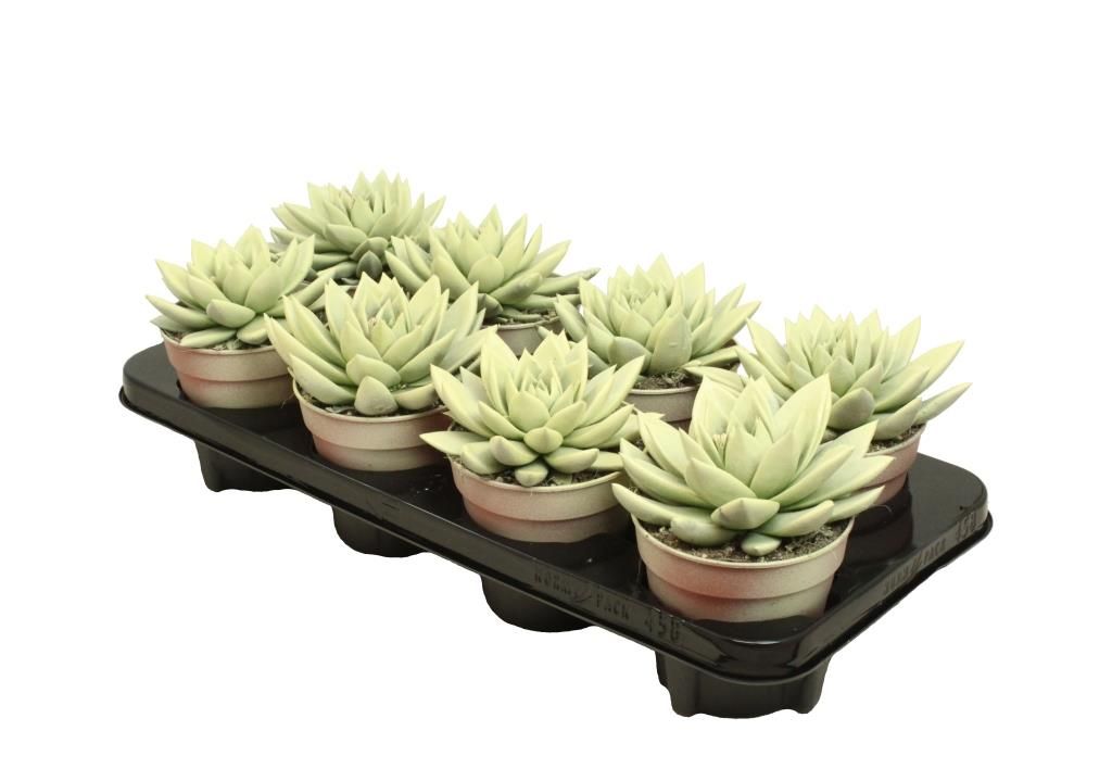 Miranda coloured pastel yellow, D 12