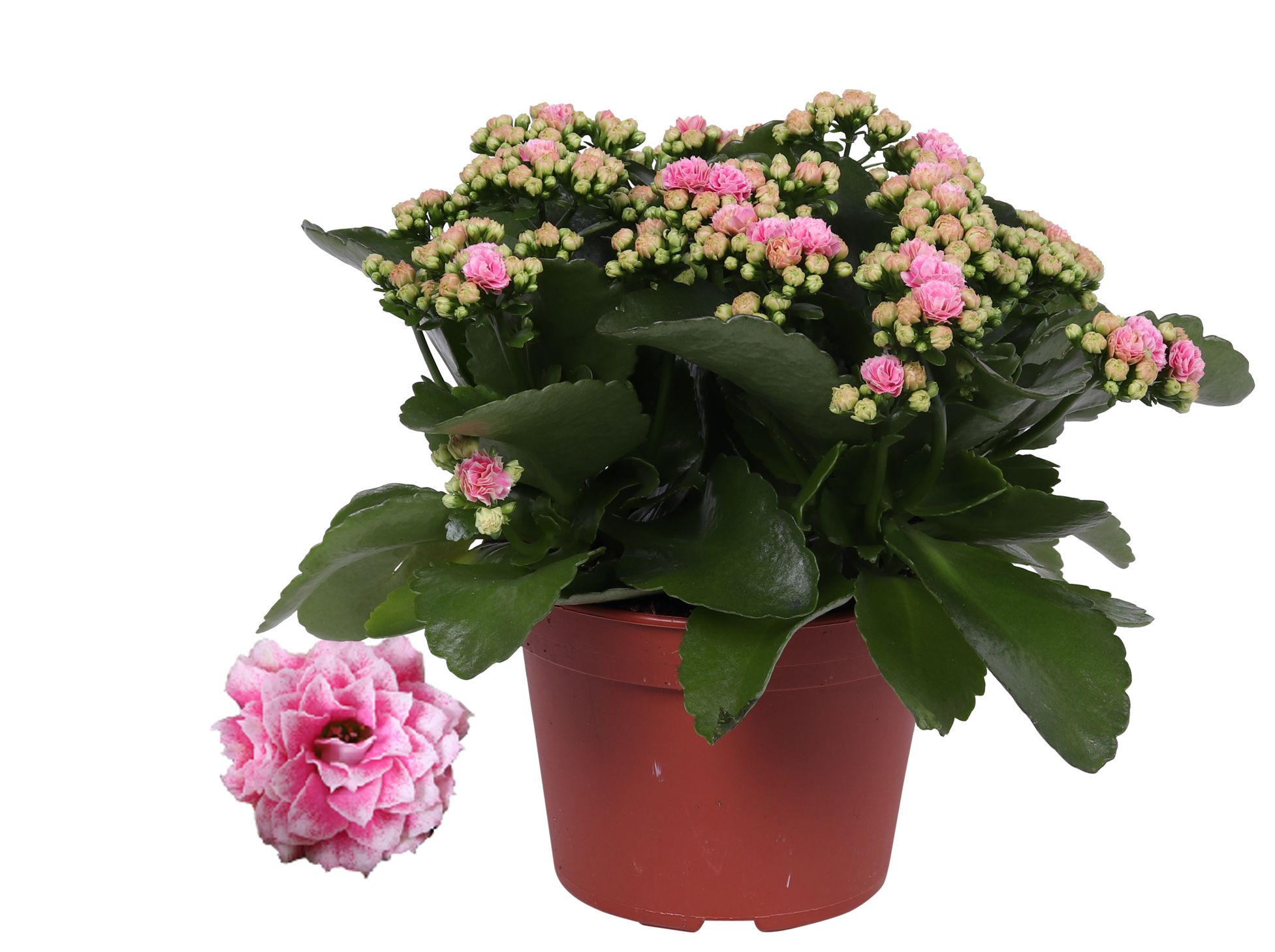 Kalanchoe Rosalina 15cm Don Alano wit/roze, Zonder hoes, D 15