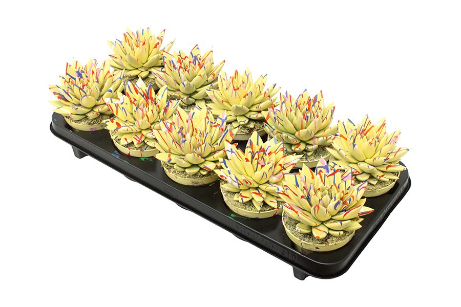 Miranda coloured Splash pastel yellow, D 10,5