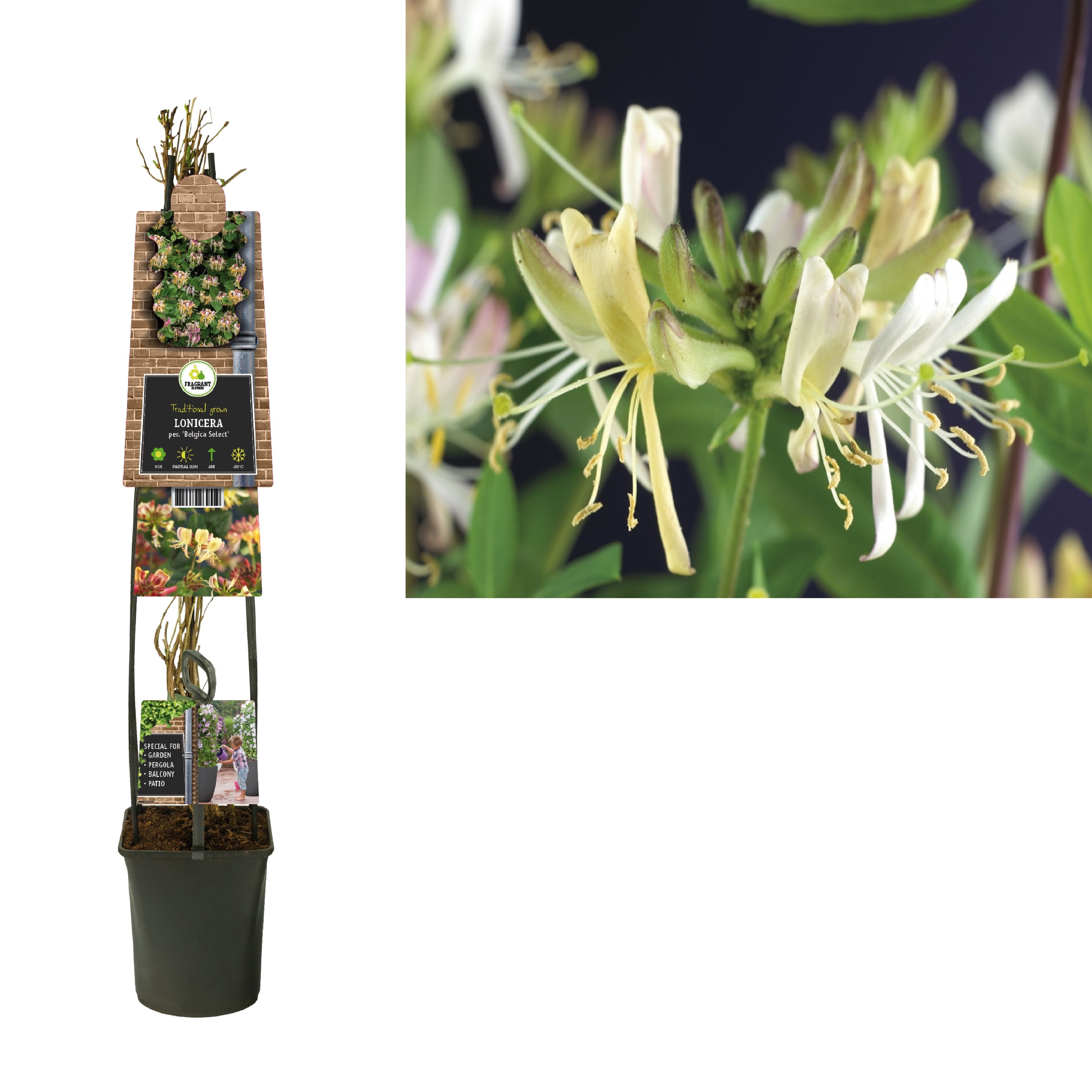 Lonicera per. 'Belgica Select' +3.0 label, D 23