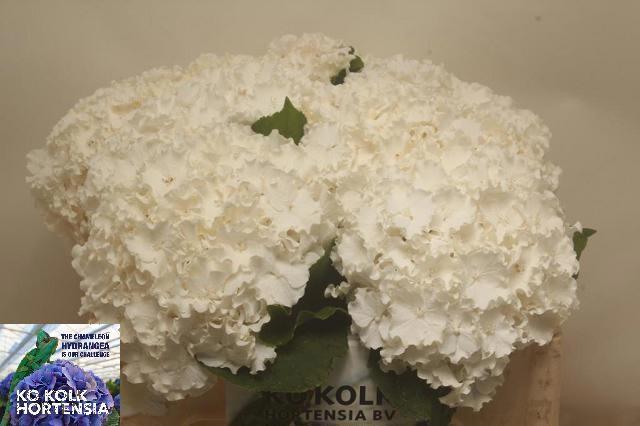 Гортензия Овериг 40, шт.