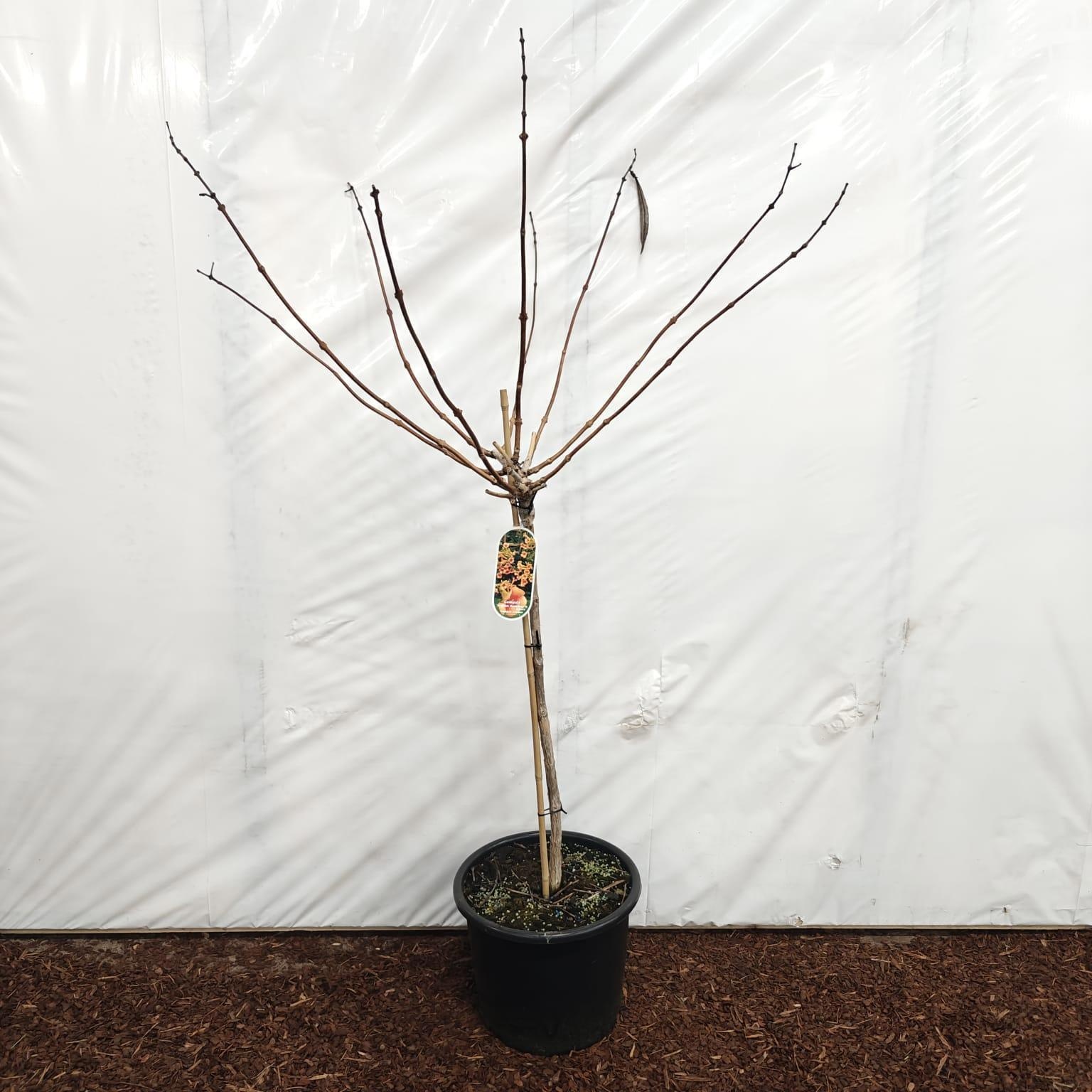 Campsis tagliabuana 'Indian Summer' 80 stam, D 32