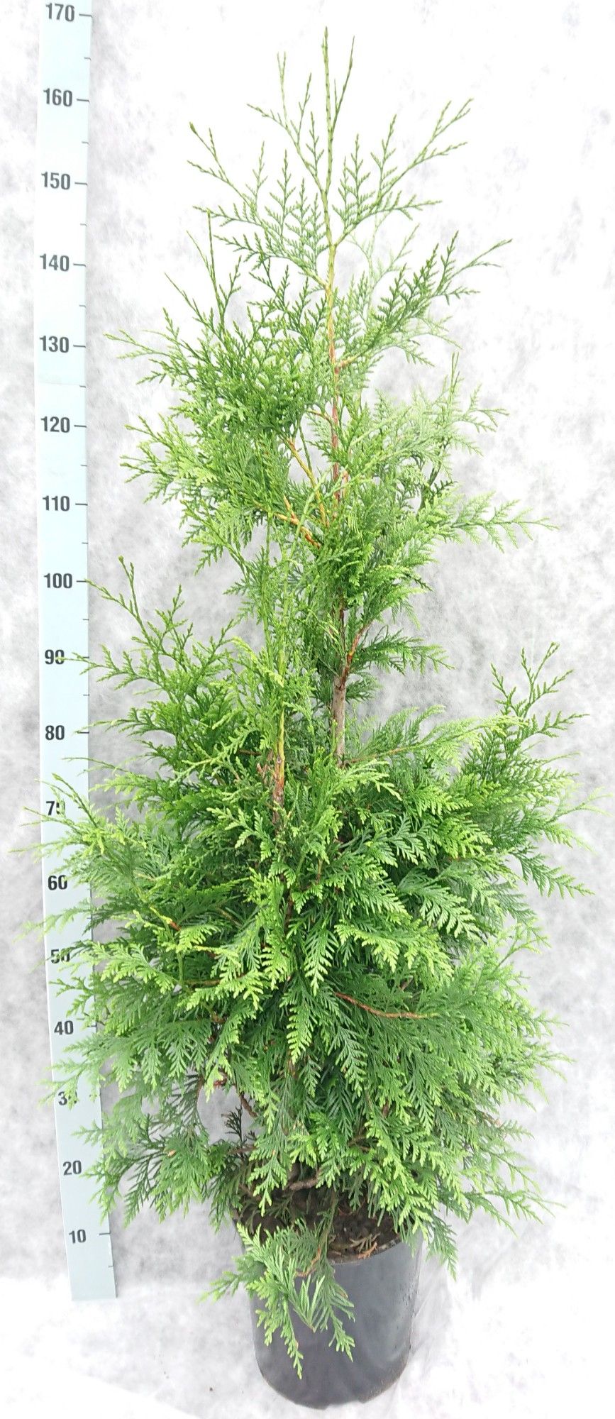 Thuja pl. Excelsa 150, D 27