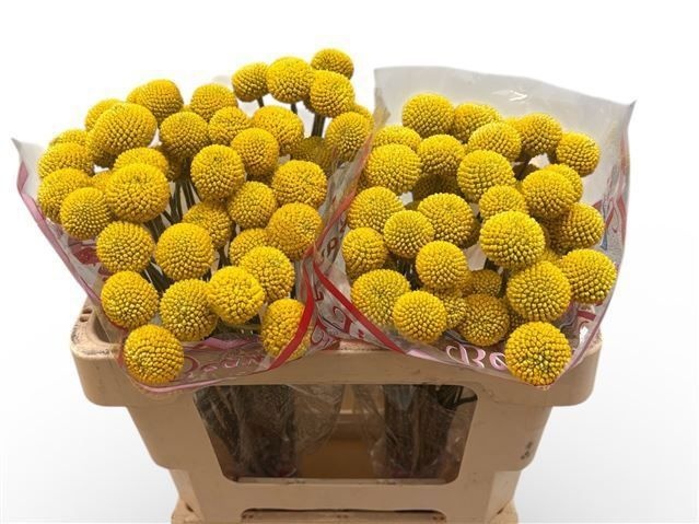 Краспедия Пейнтбол Поп 50 (желт.), шт.