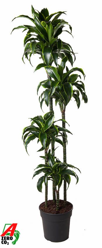 Dracaena Dorado 120-90-60-30, D 27