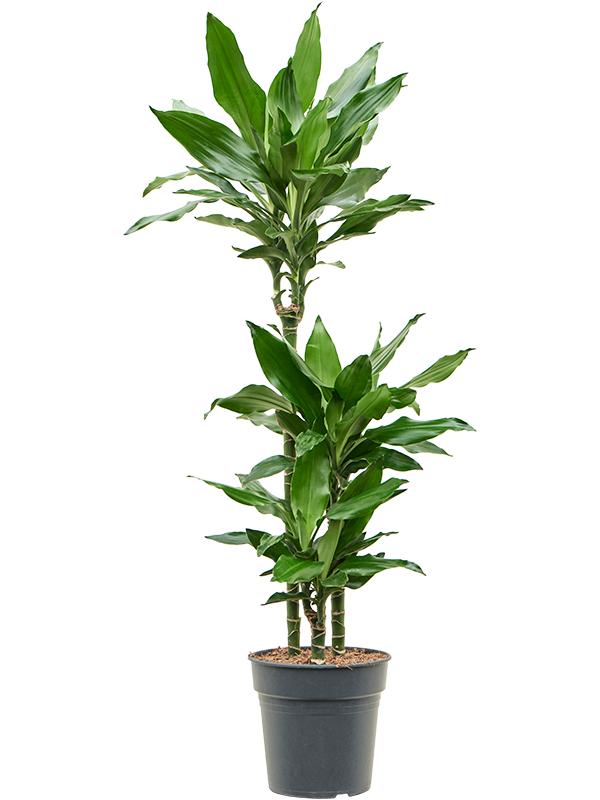 Dracaena fragrans 'Burundii', D 21